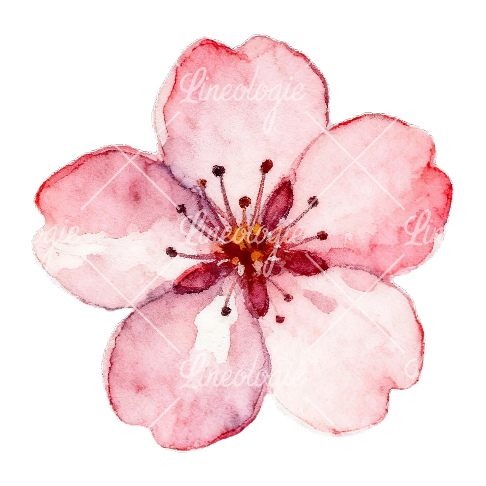 Watercolor pink and purple cherry blossom clipart 2 of 12 on a white background (JPG)