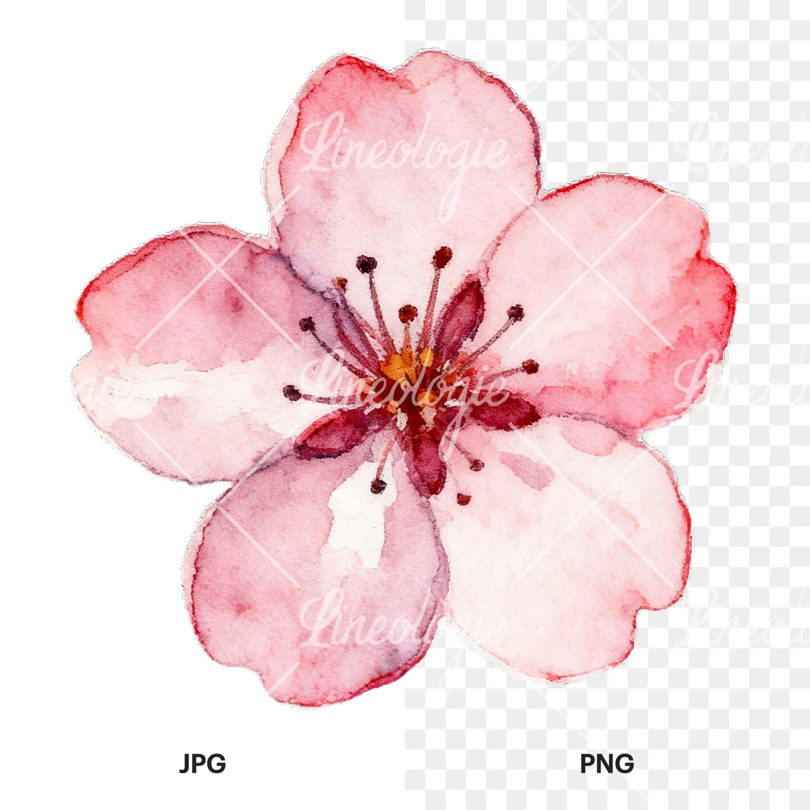 Watercolor pink and purple cherry blossom clipart 2 of 12, as a JPG on white and a transparent PNG
