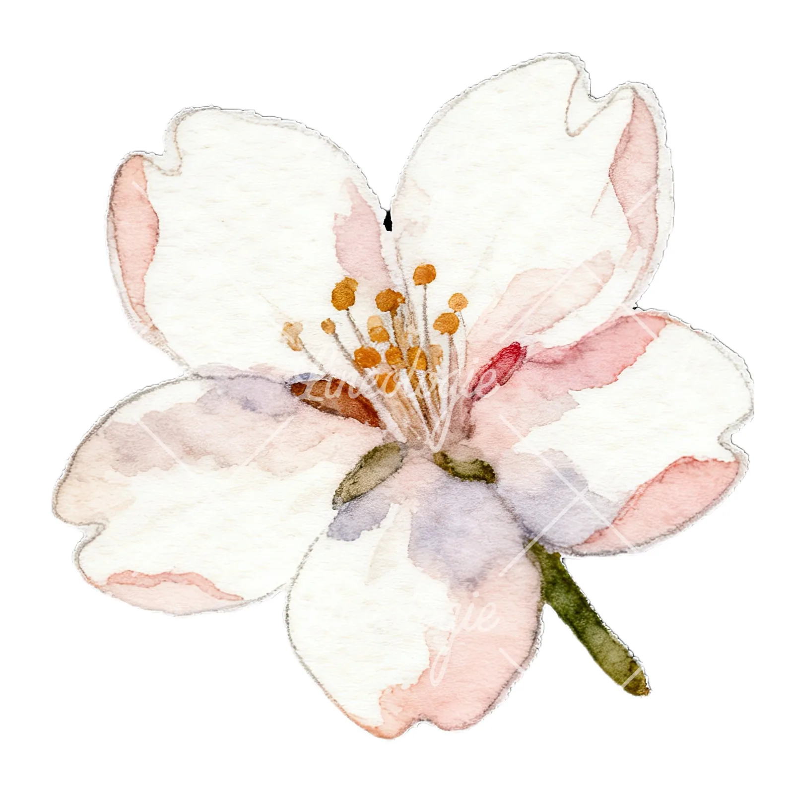 Watercolor pink and purple cherry blossom clipart 3 of 12 on a white background (JPG)