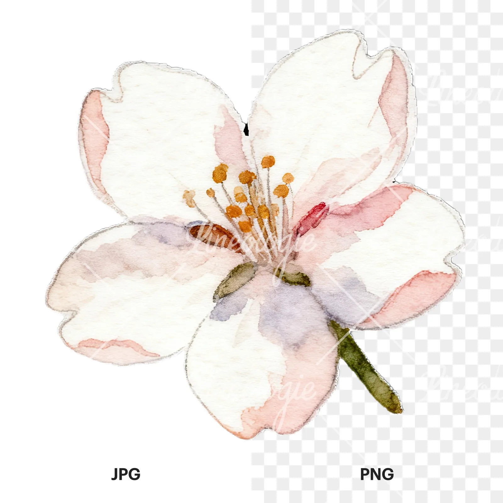Watercolor pink and purple cherry blossom clipart 3 of 12, as a JPG on white and a transparent PNG