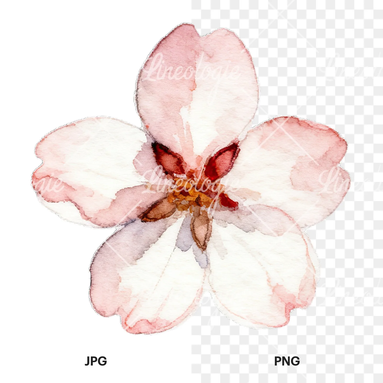 Watercolor pink and purple cherry blossom clipart 4 of 12, as a JPG on white and a transparent PNG