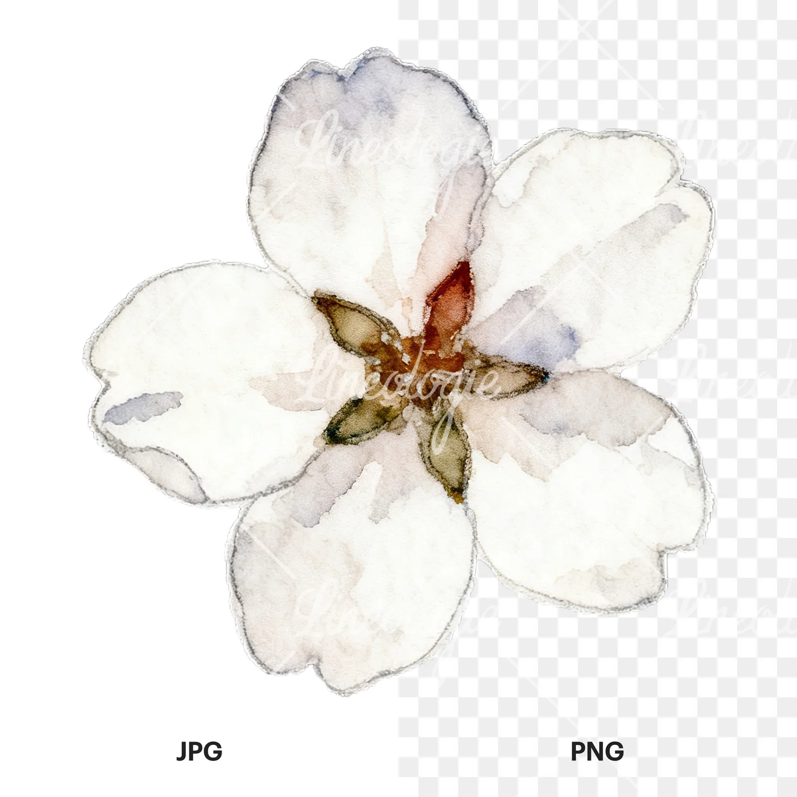 Watercolor pink and purple cherry blossom clipart 5 of 12, as a JPG on white and a transparent PNG