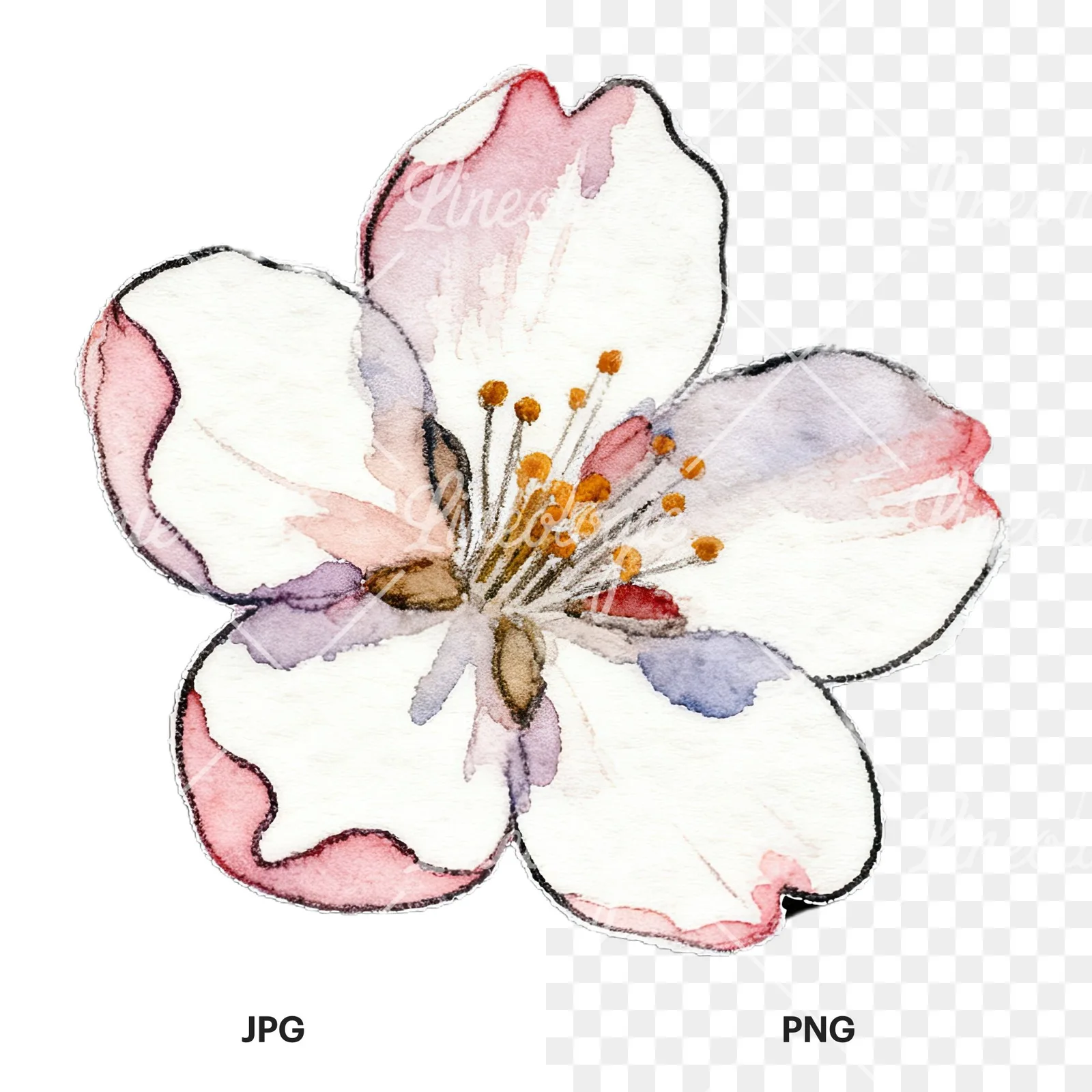 Watercolor pink and purple cherry blossom clipart 7 of 12, as a JPG on white and a transparent PNG