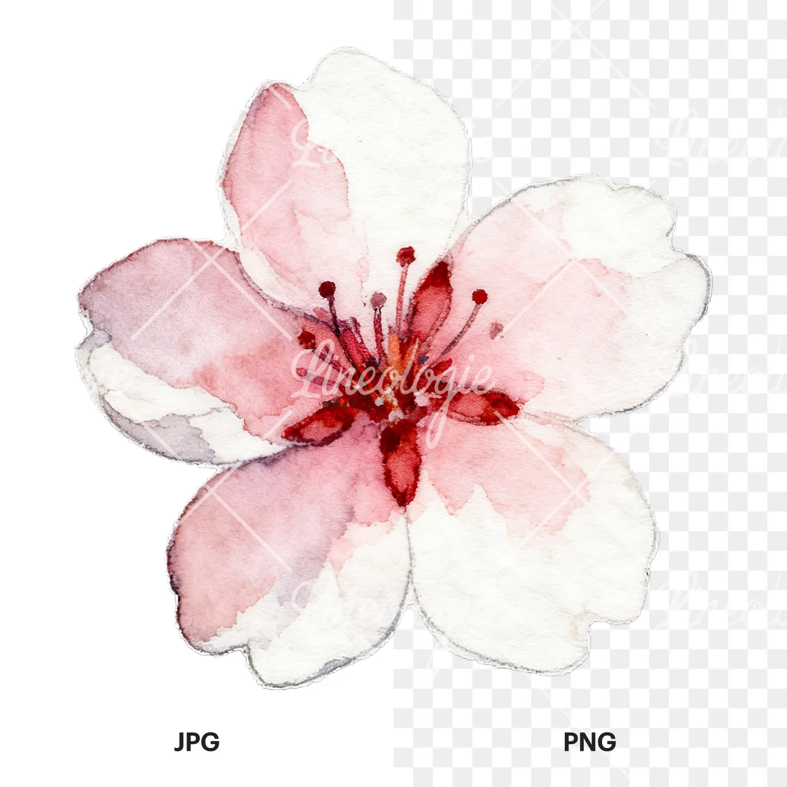 Watercolor pink and purple cherry blossom clipart 8 of 12, as a JPG on white and a transparent PNG
