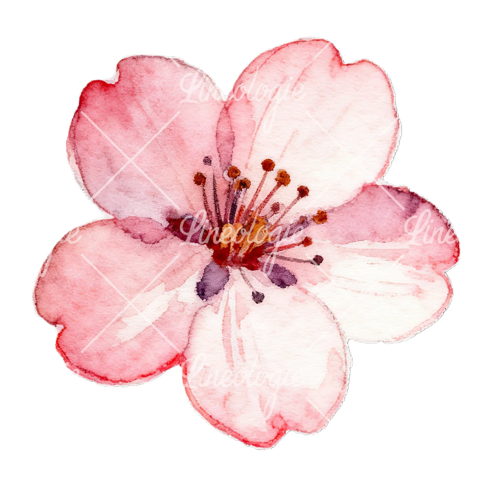 Watercolor pink and purple cherry blossom clipart 9 of 12 on a white background (JPG)
