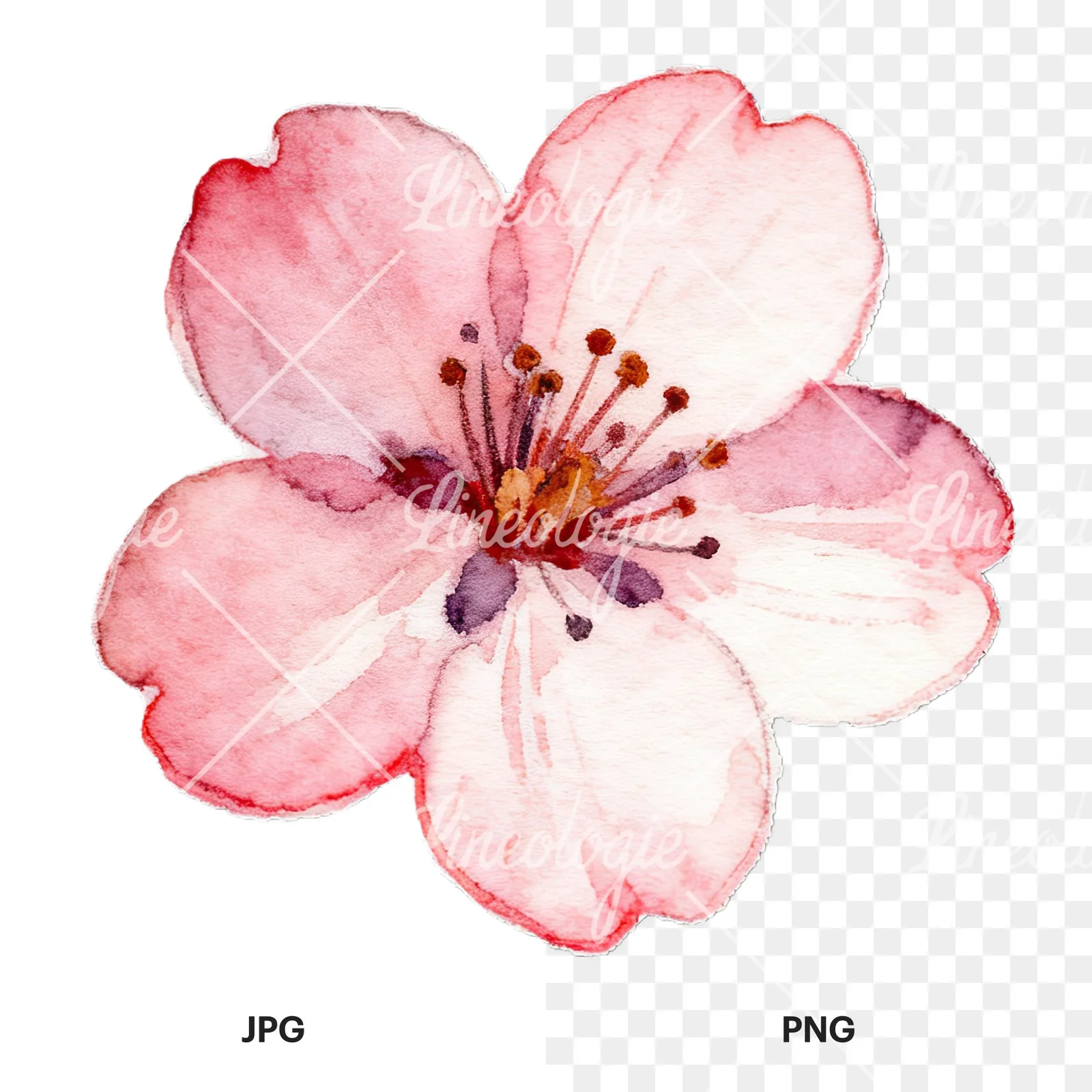 Watercolor pink and purple cherry blossom clipart 9 of 12, as a JPG on white and a transparent PNG