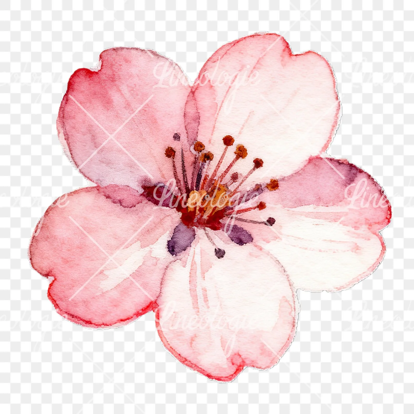Watercolor pink and purple cherry blossom clipart 9 of 12 on a transparent background (PNG)