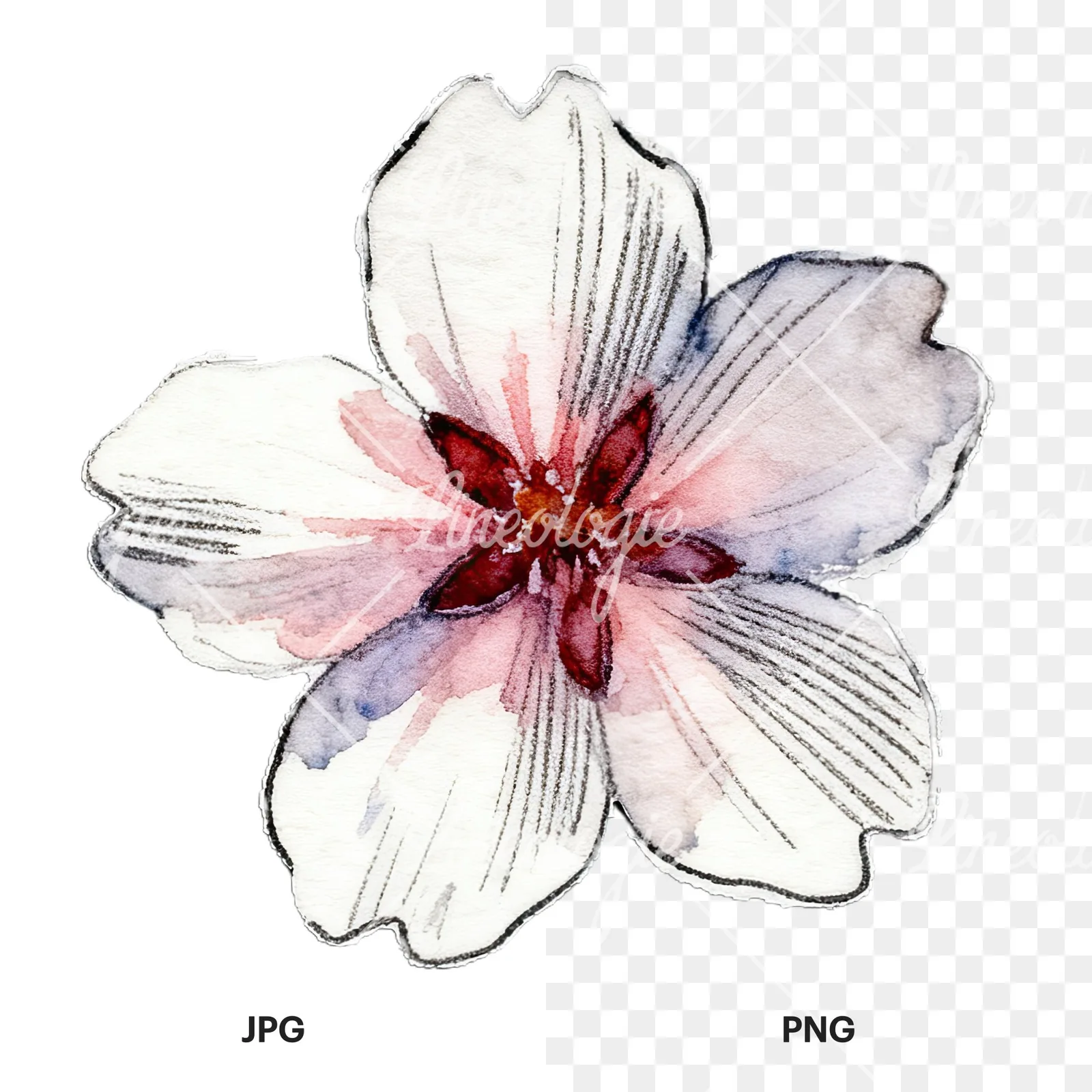 Watercolor pink and purple cherry blossom clipart 10 of 12, as a JPG on white and a transparent PNG