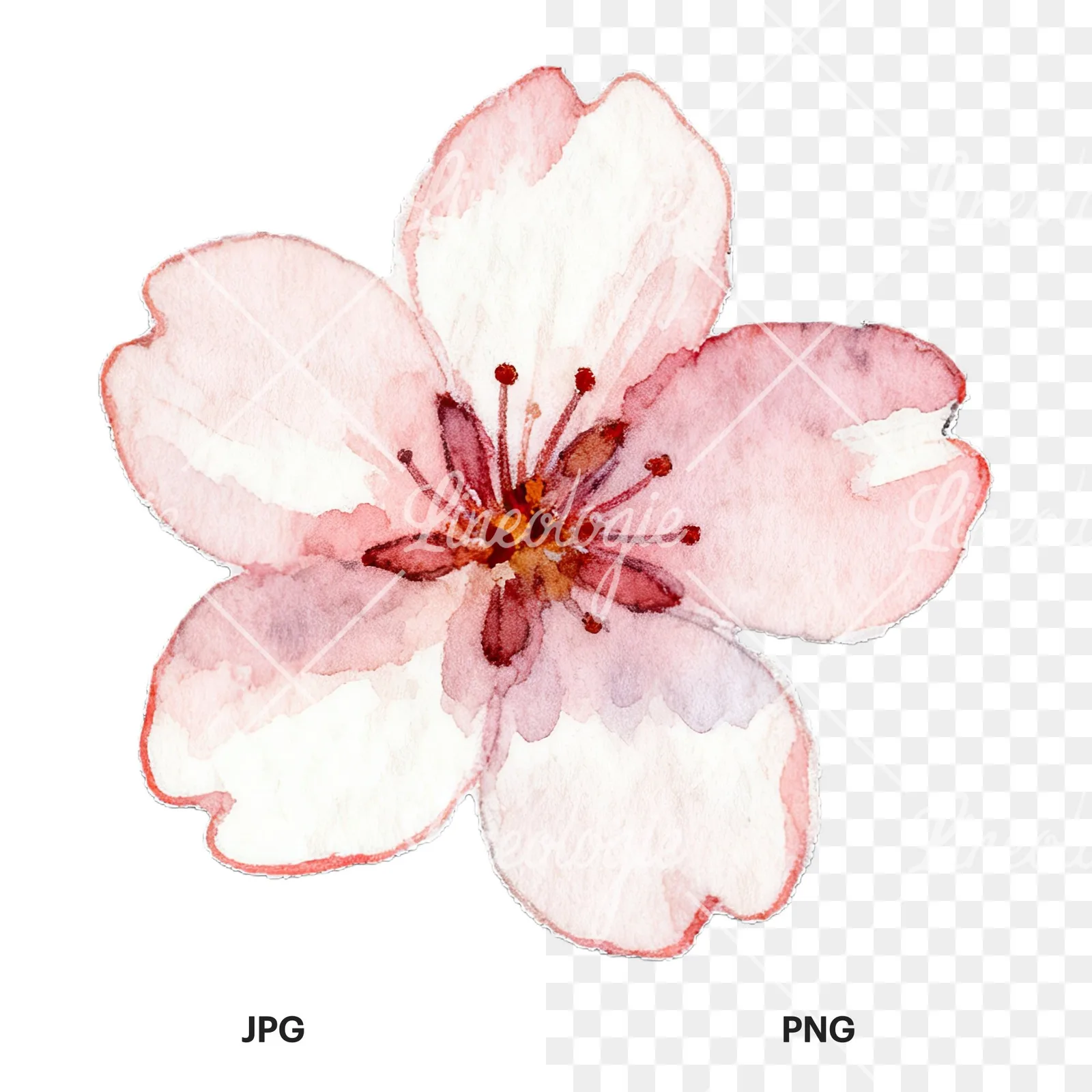 Watercolor pink and purple cherry blossom clipart 11 of 12, as a JPG on white and a transparent PNG