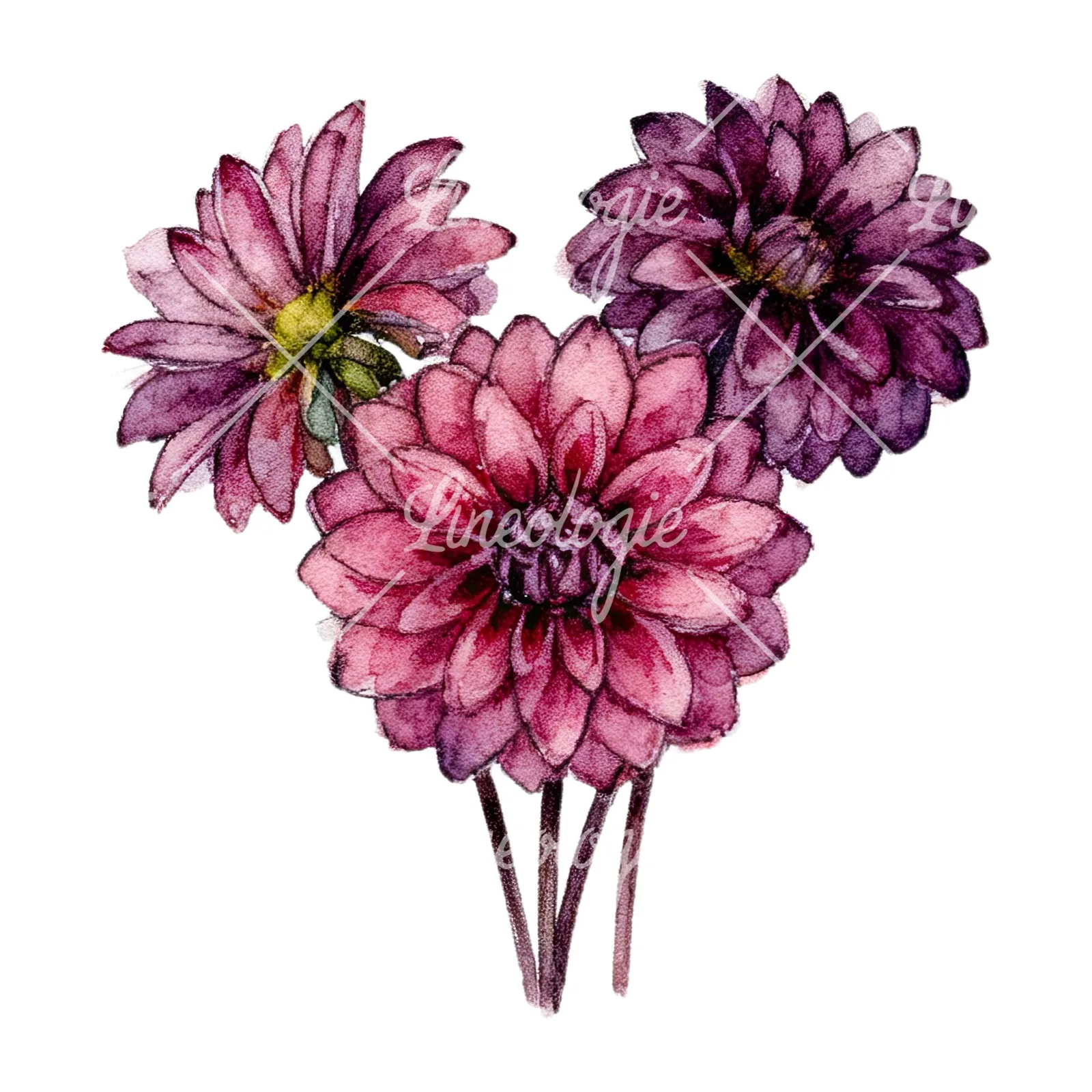 Watercolor single color dahlia bouquet clipart 1 of 12 on a white background (JPG)