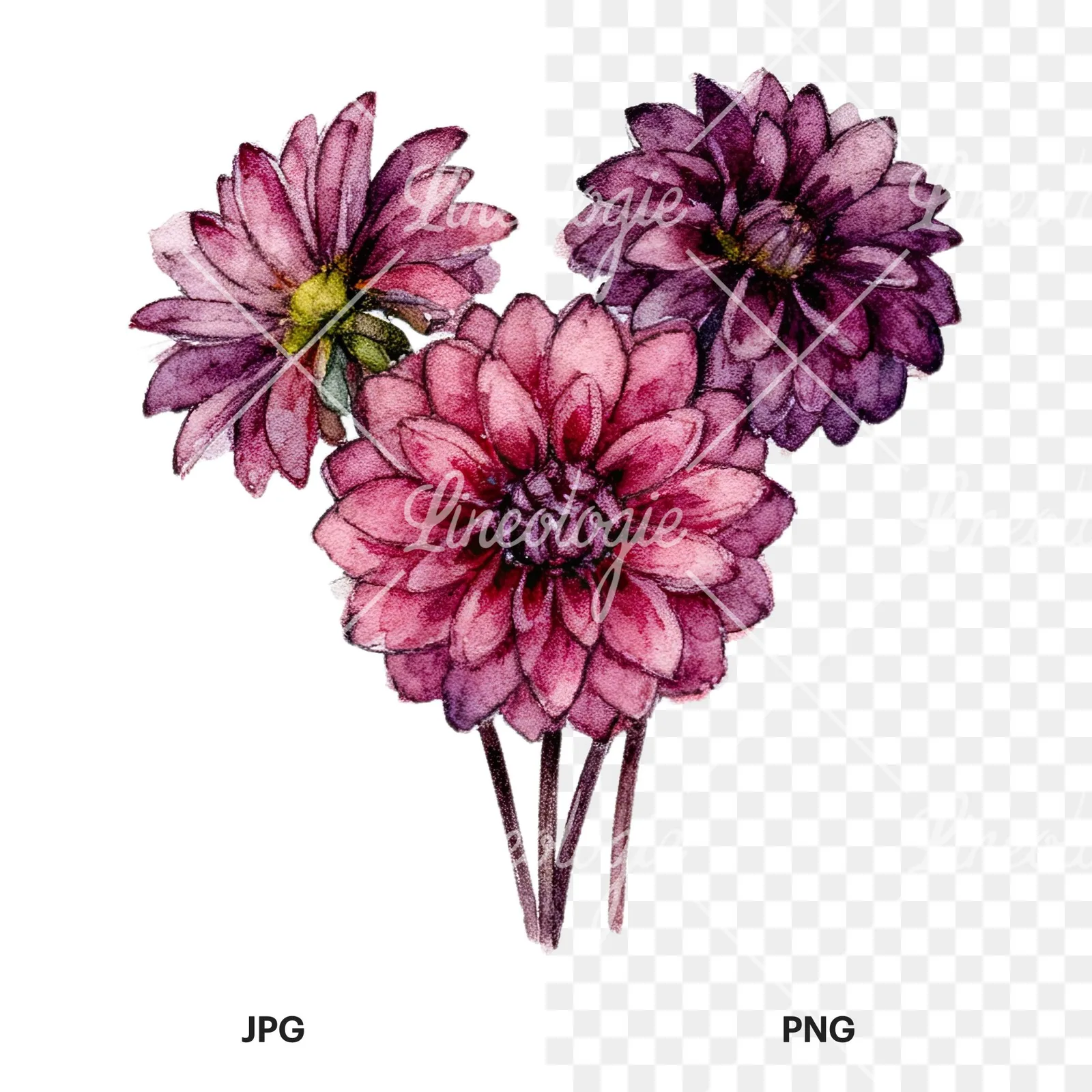 Watercolor single color dahlia bouquet clipart 1 of 12, as a JPG on white and a transparent PNG