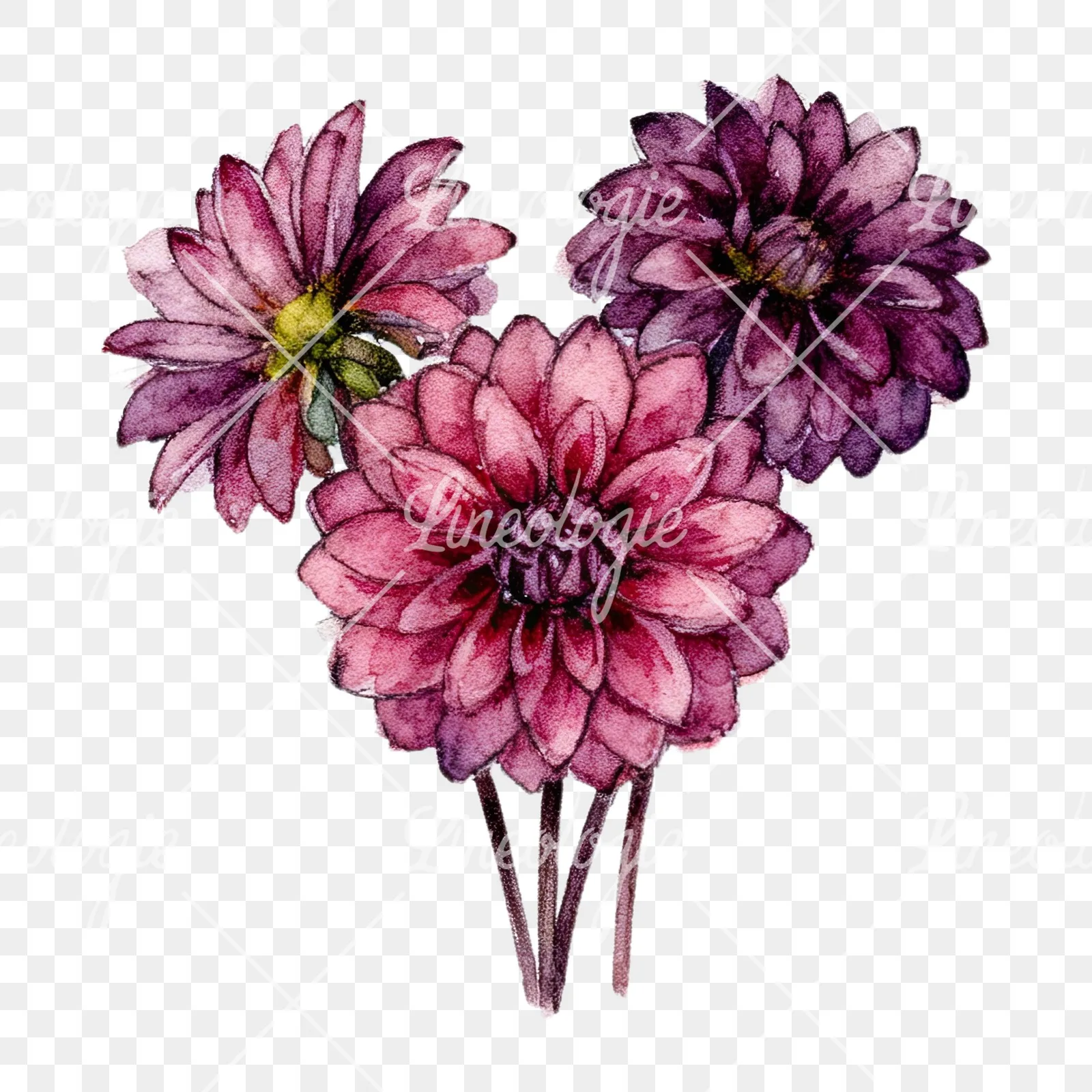 Watercolor single color dahlia bouquet clipart 1 of 12 on a transparent background (PNG)