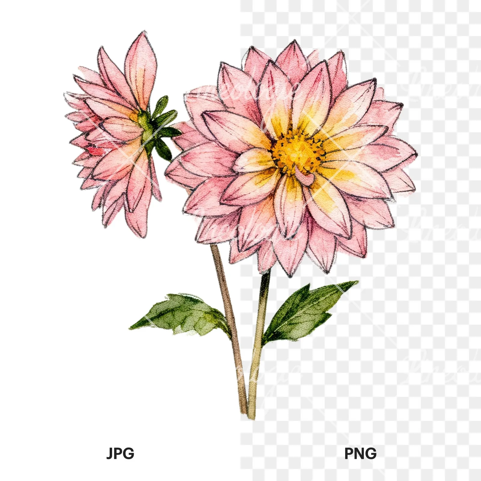 Watercolor single color dahlia bouquet clipart 2 of 12, as a JPG on white and a transparent PNG