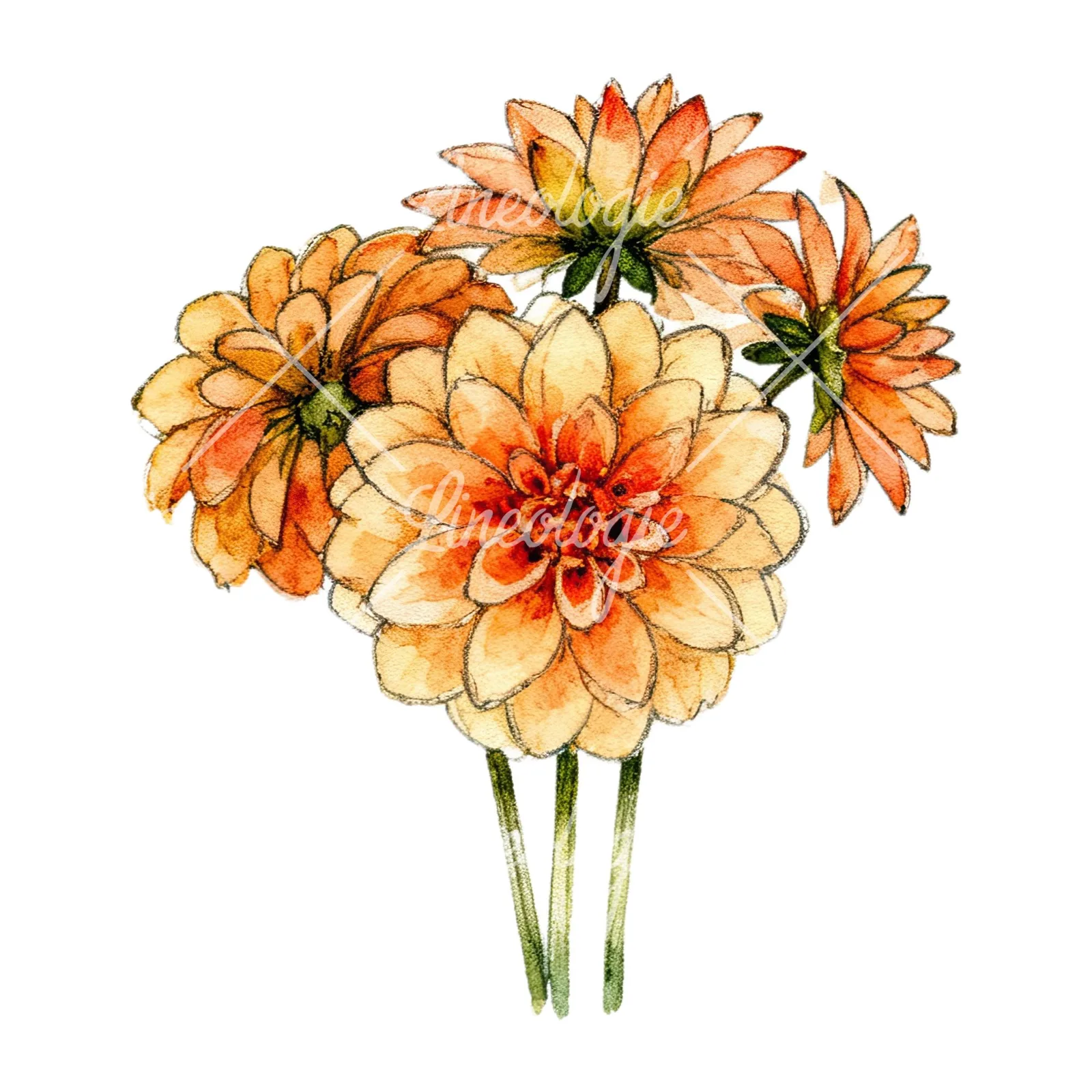 Watercolor single color dahlia bouquet clipart 3 of 12 on a white background (JPG)