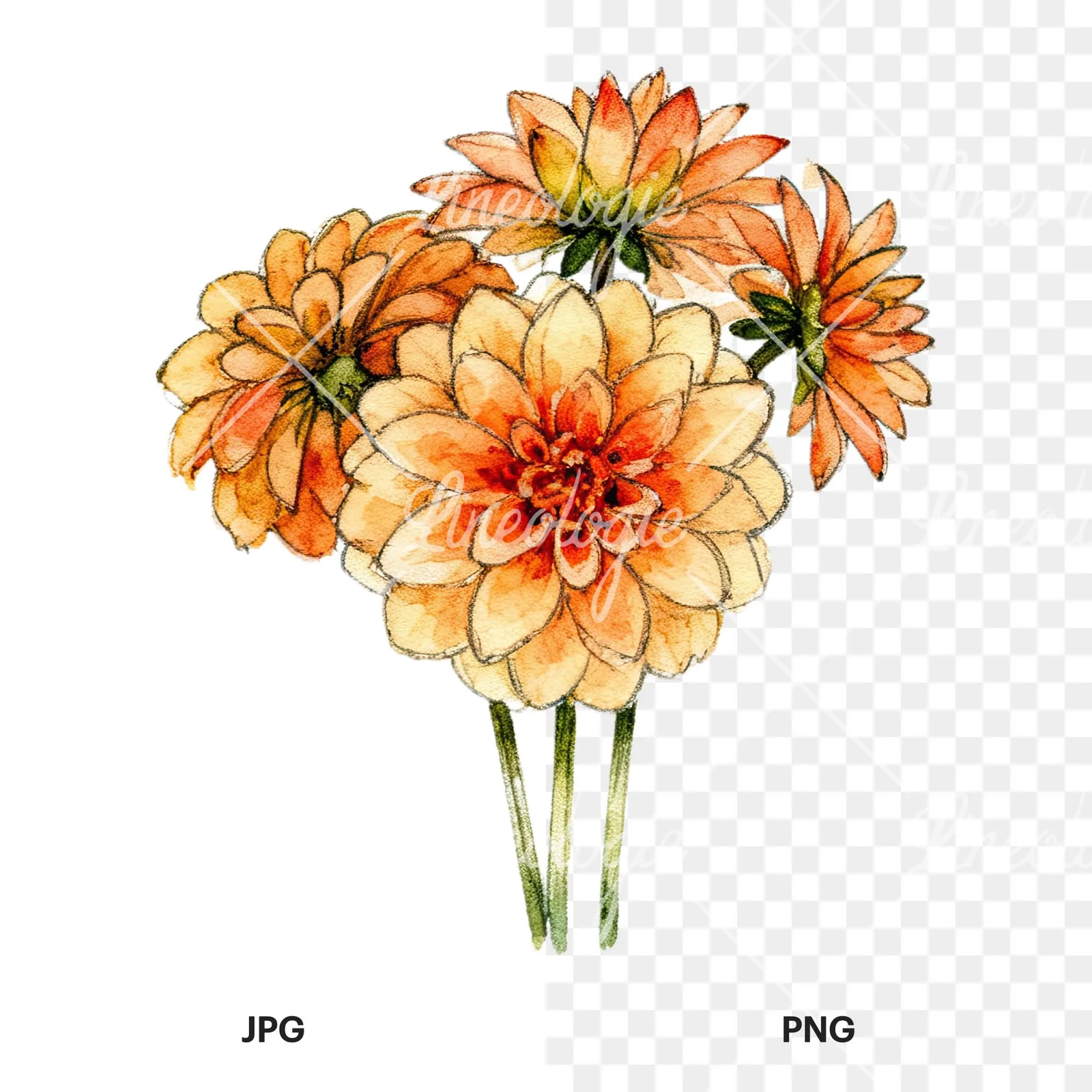 Watercolor single color dahlia bouquet clipart 3 of 12, as a JPG on white and a transparent PNG