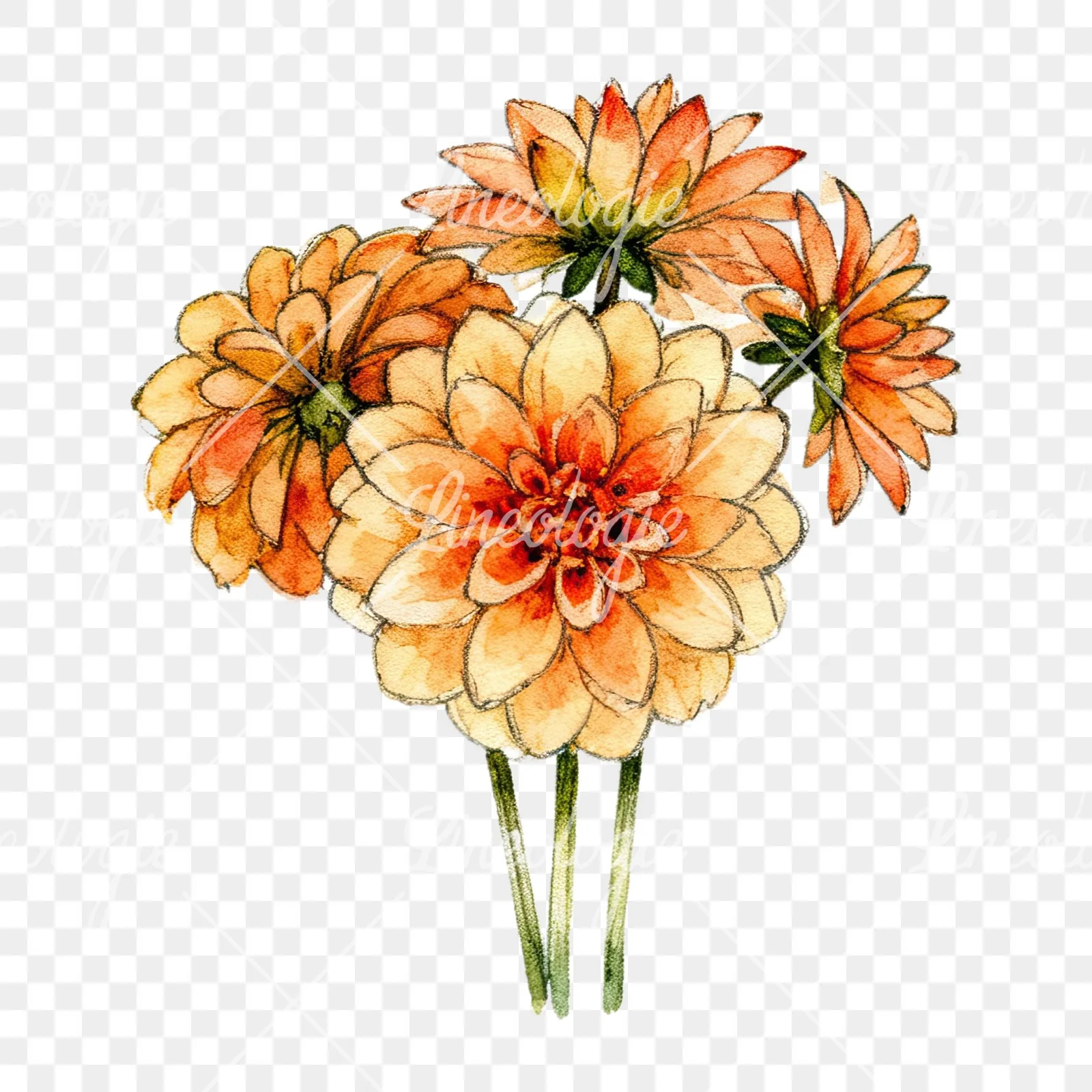 Watercolor single color dahlia bouquet clipart 3 of 12 on a transparent background (PNG)