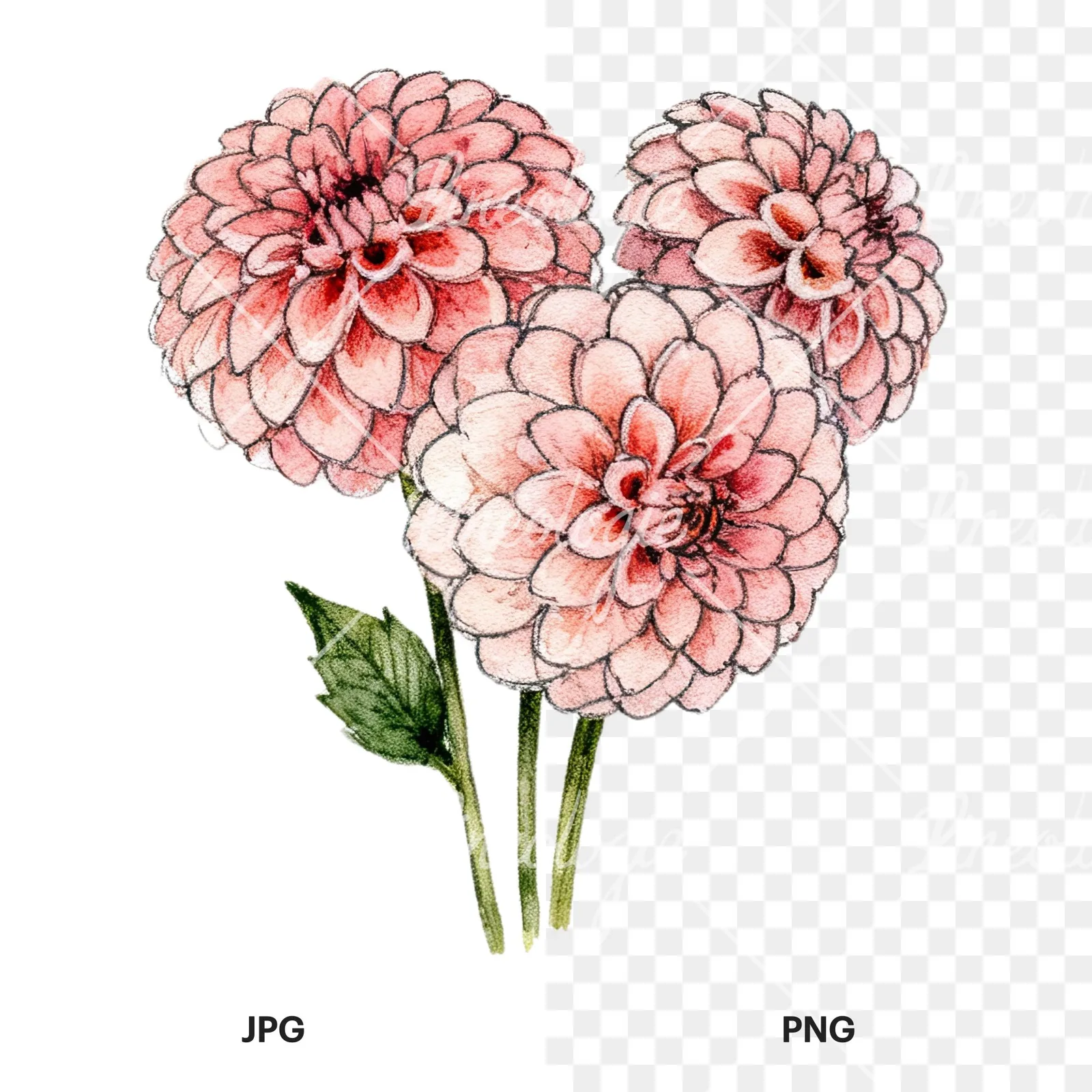 Watercolor single color dahlia bouquet clipart 4 of 12, as a JPG on white and a transparent PNG
