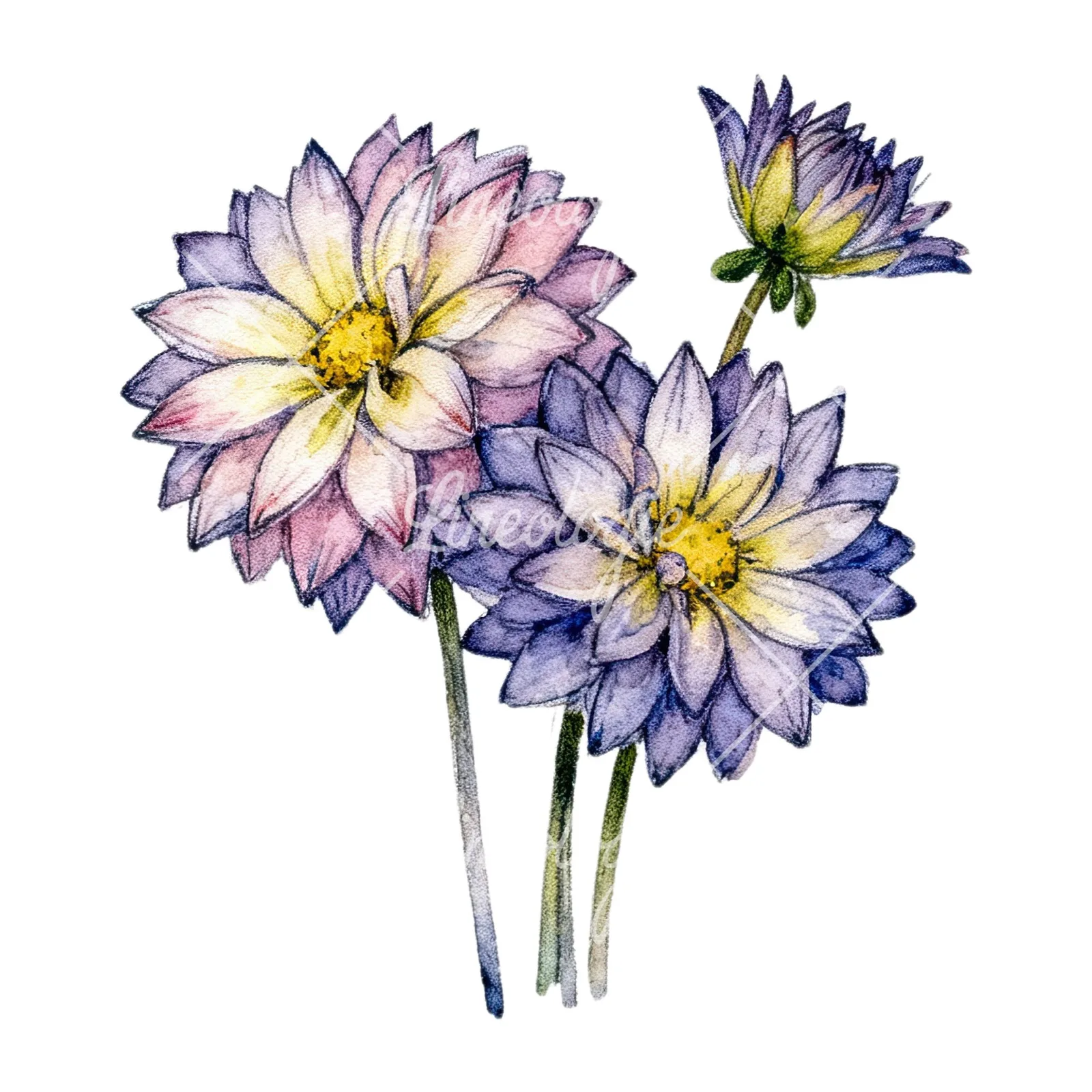 Watercolor single color dahlia bouquet clipart 5 of 12 on a white background (JPG)