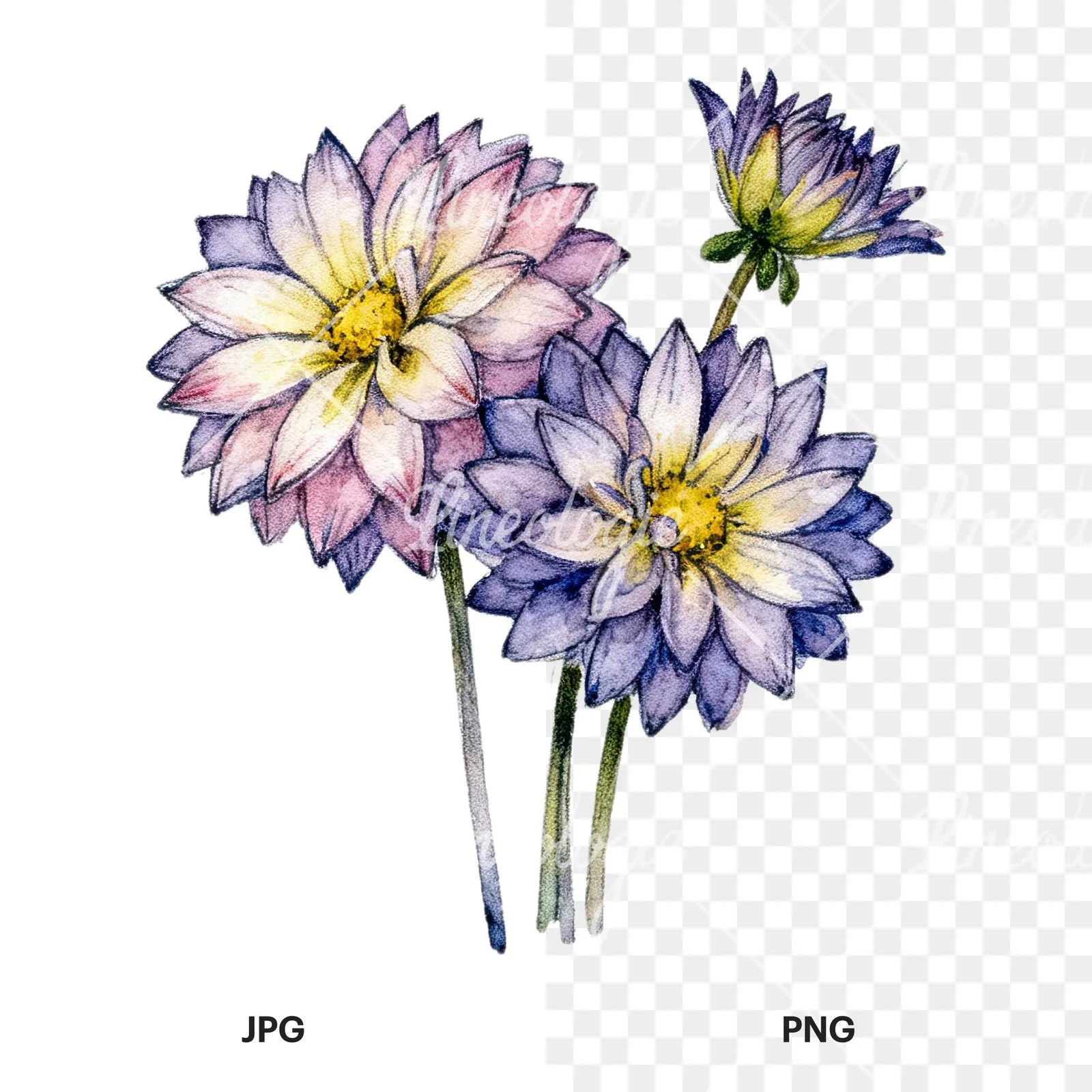 Watercolor single color dahlia bouquet clipart 5 of 12, as a JPG on white and a transparent PNG