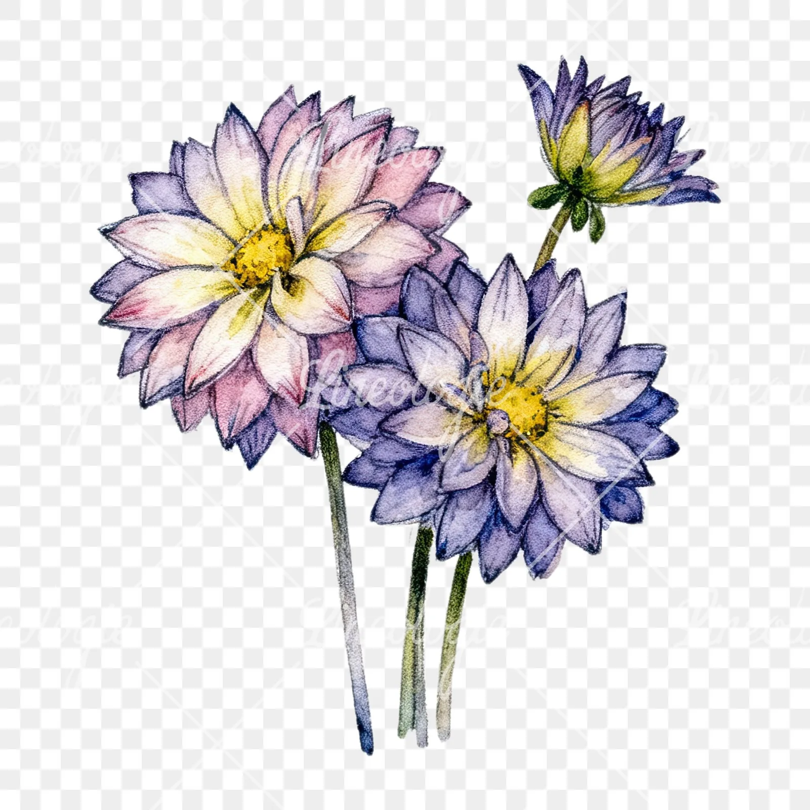 Watercolor single color dahlia bouquet clipart 5 of 12 on a transparent background (PNG)
