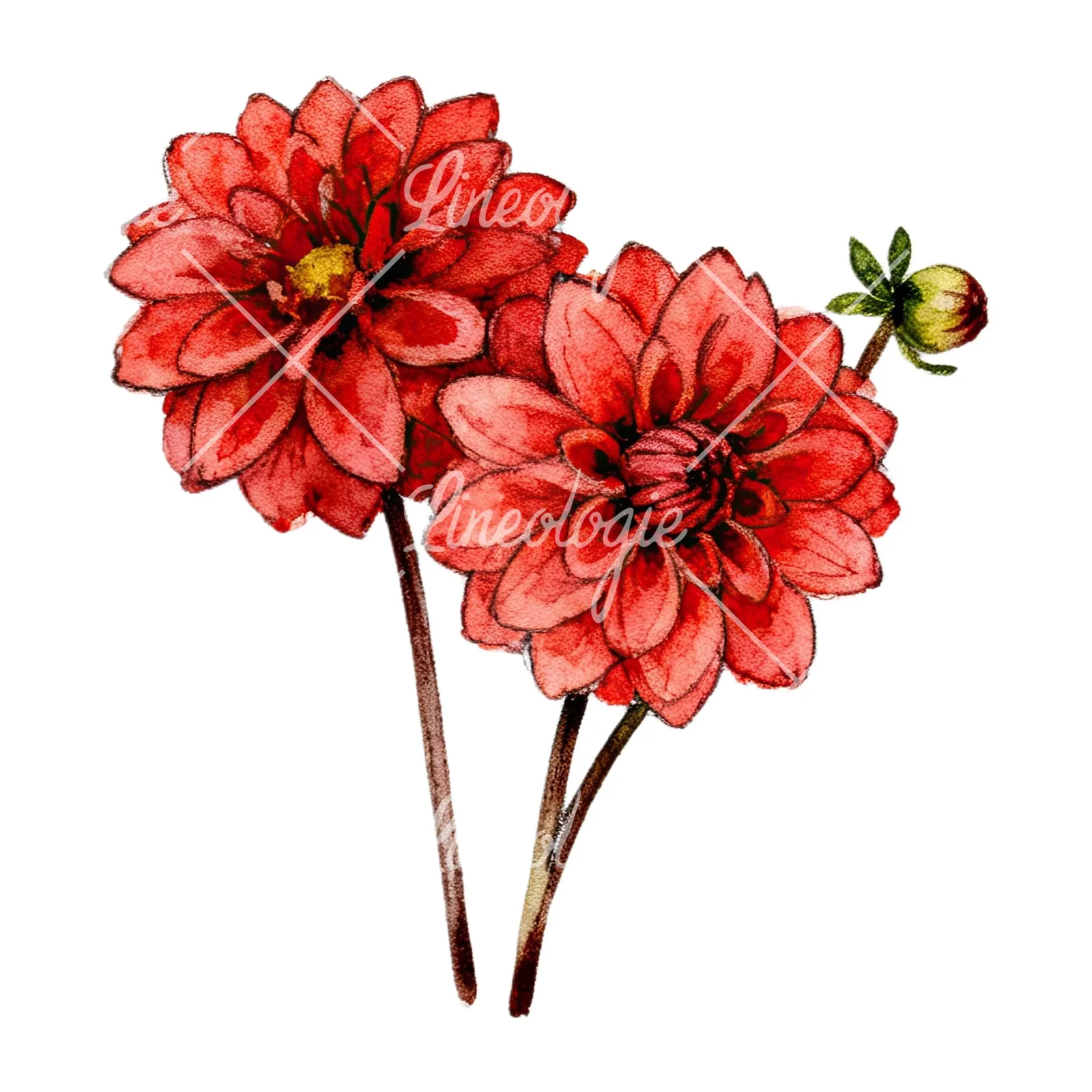 Watercolor single color dahlia bouquet clipart 6 of 12 on a white background (JPG)