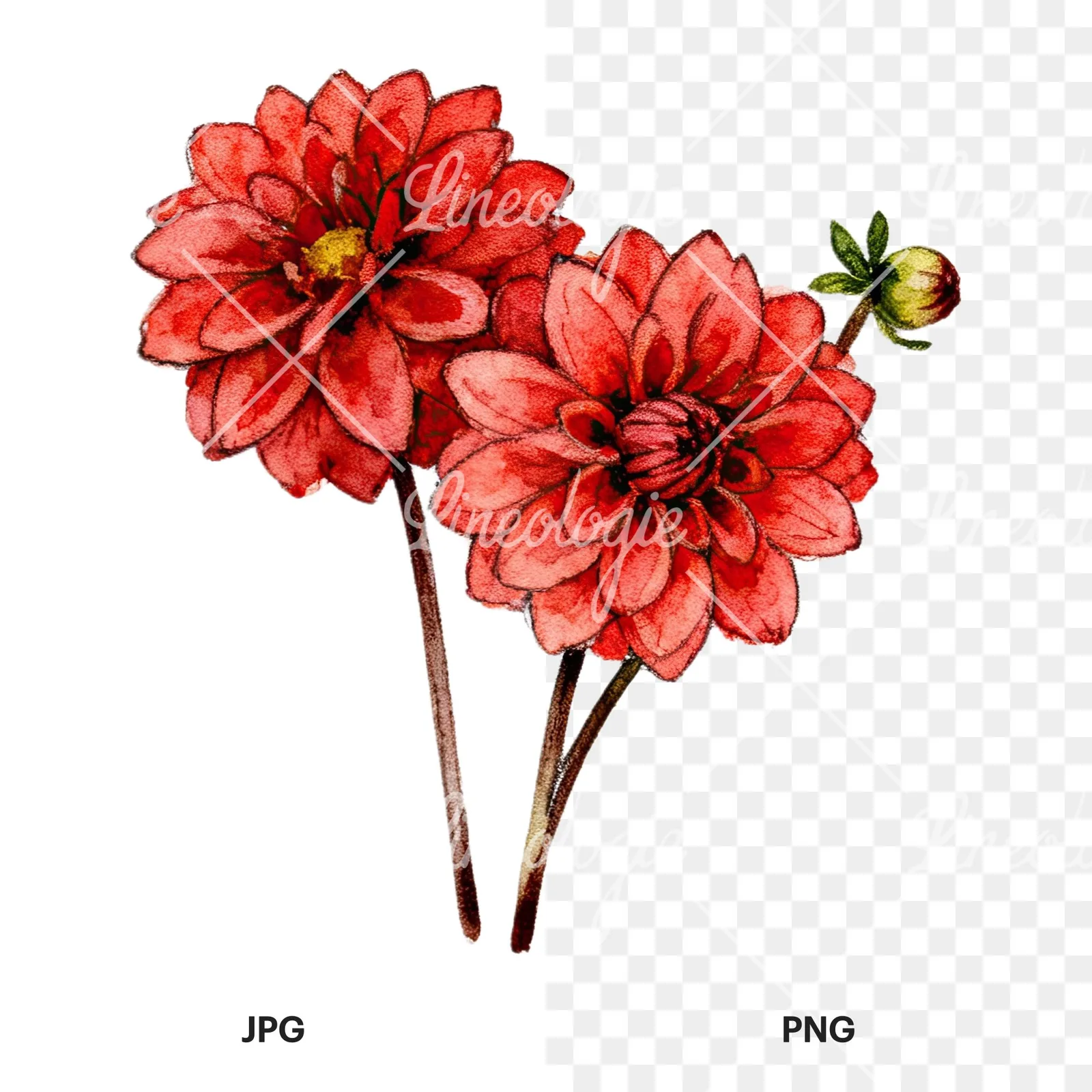 Watercolor single color dahlia bouquet clipart 6 of 12, as a JPG on white and a transparent PNG