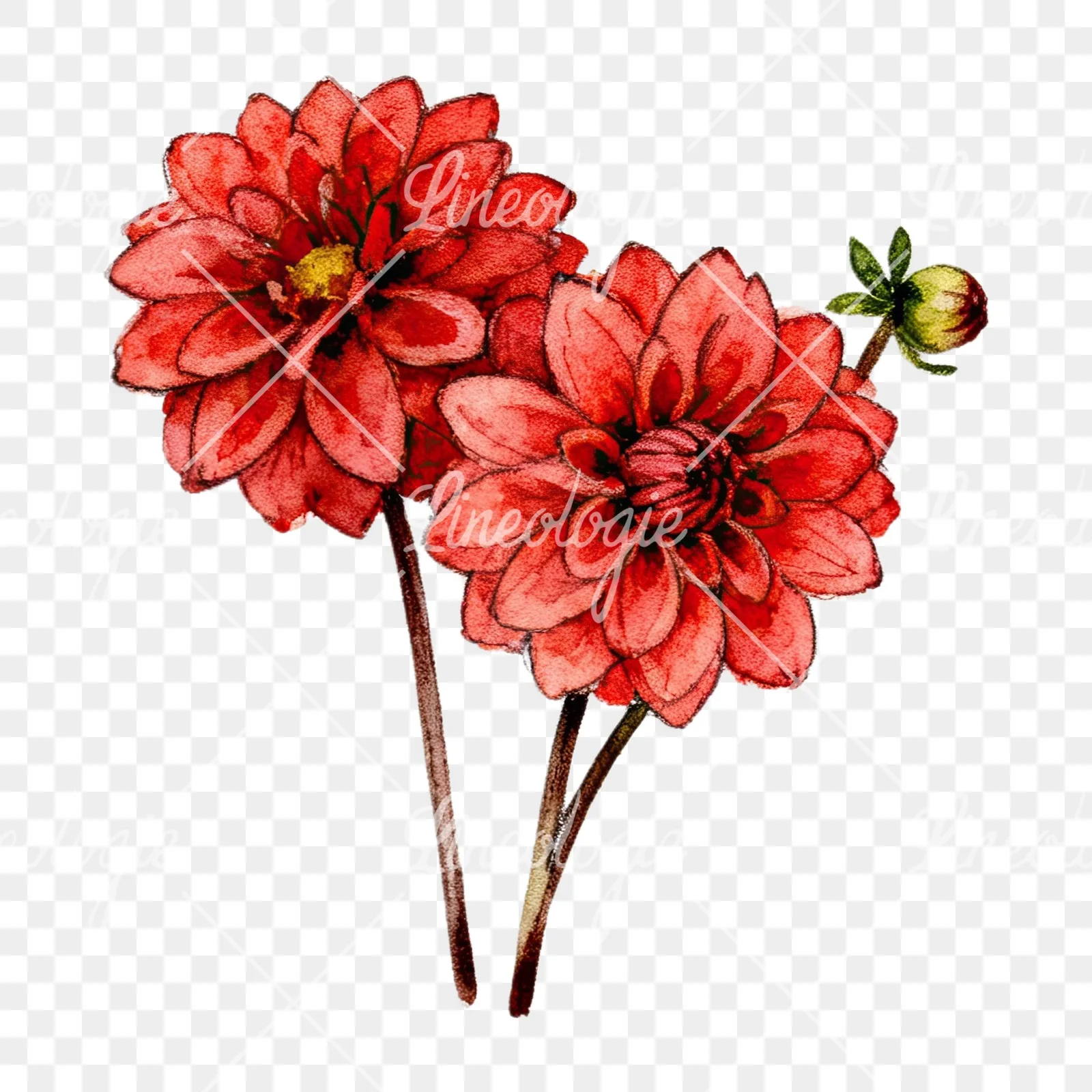 Watercolor single color dahlia bouquet clipart 6 of 12 on a transparent background (PNG)