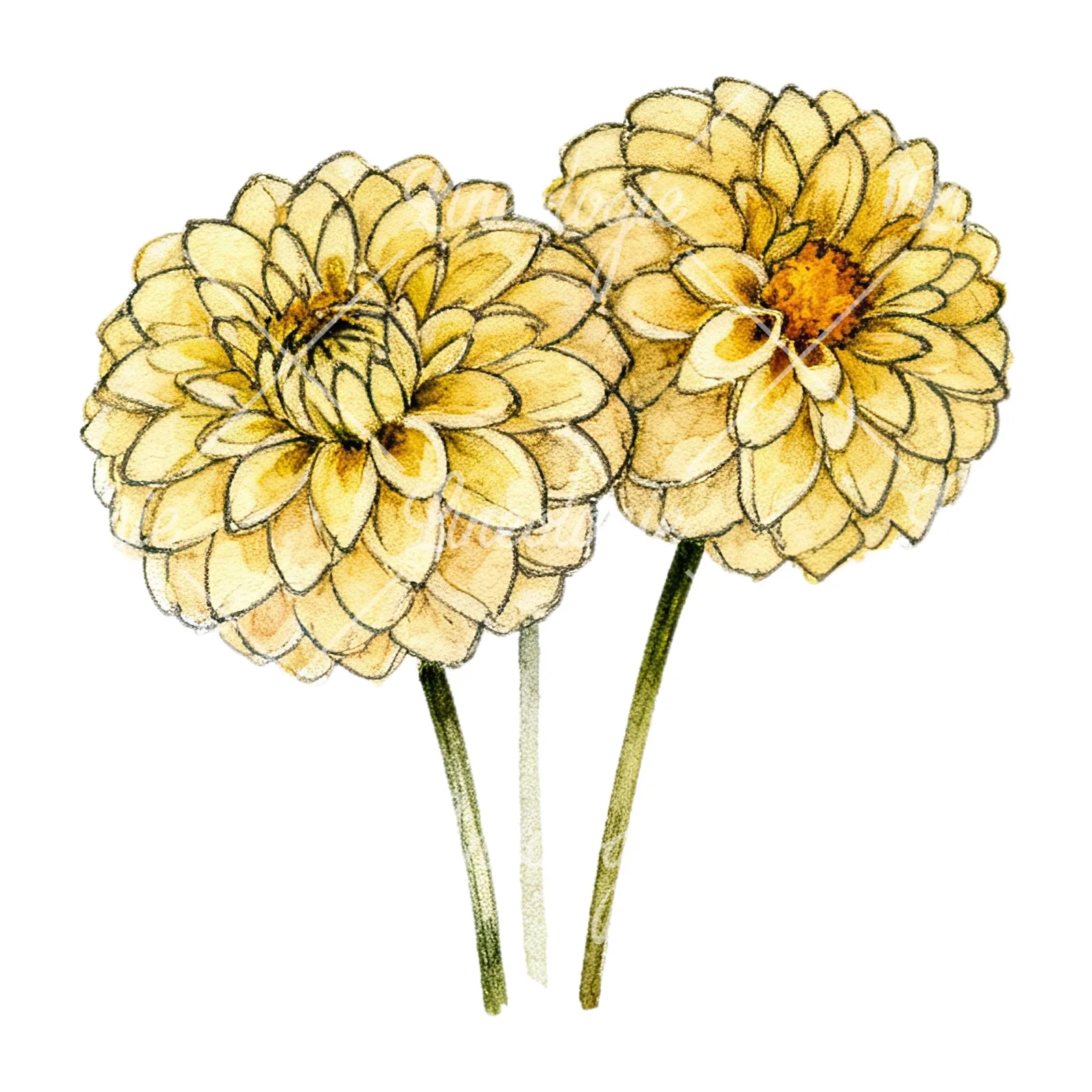Watercolor single color dahlia bouquet clipart 7 of 12 on a white background (JPG)