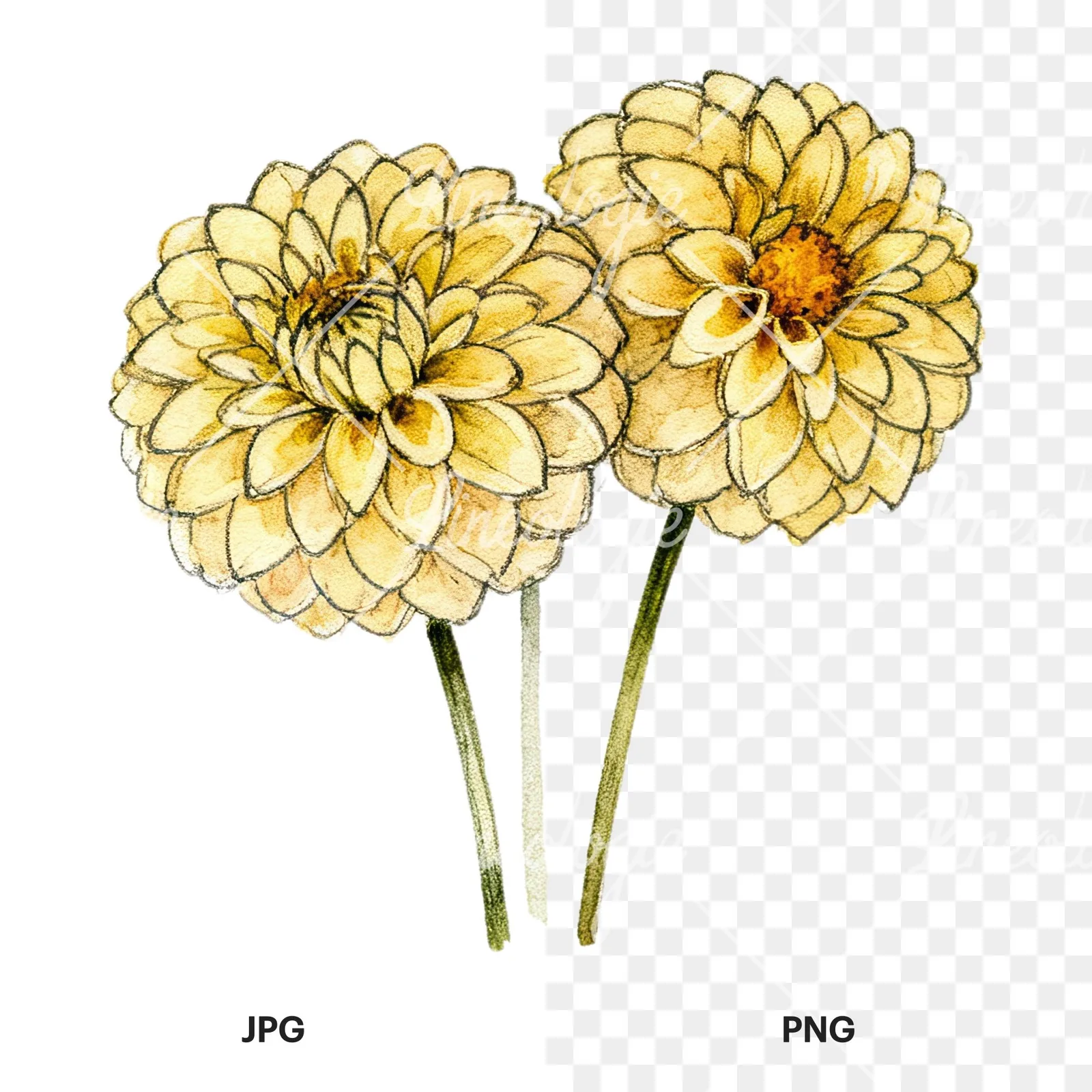 Watercolor single color dahlia bouquet clipart 7 of 12, as a JPG on white and a transparent PNG