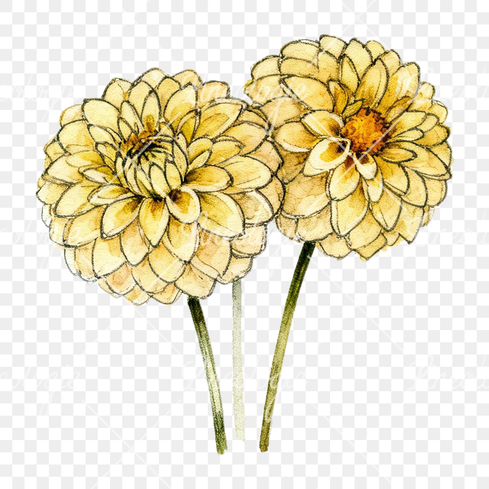 Watercolor single color dahlia bouquet clipart 7 of 12 on a transparent background (PNG)