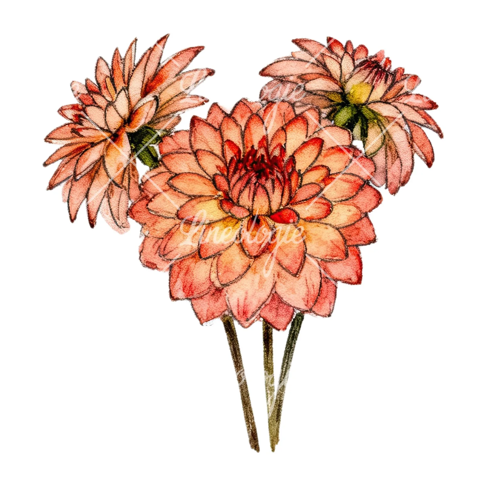 Watercolor single color dahlia bouquet clipart 8 of 12 on a white background (JPG)