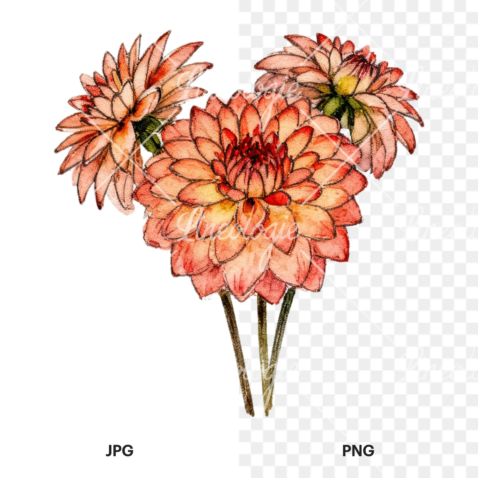 Watercolor single color dahlia bouquet clipart 8 of 12, as a JPG on white and a transparent PNG