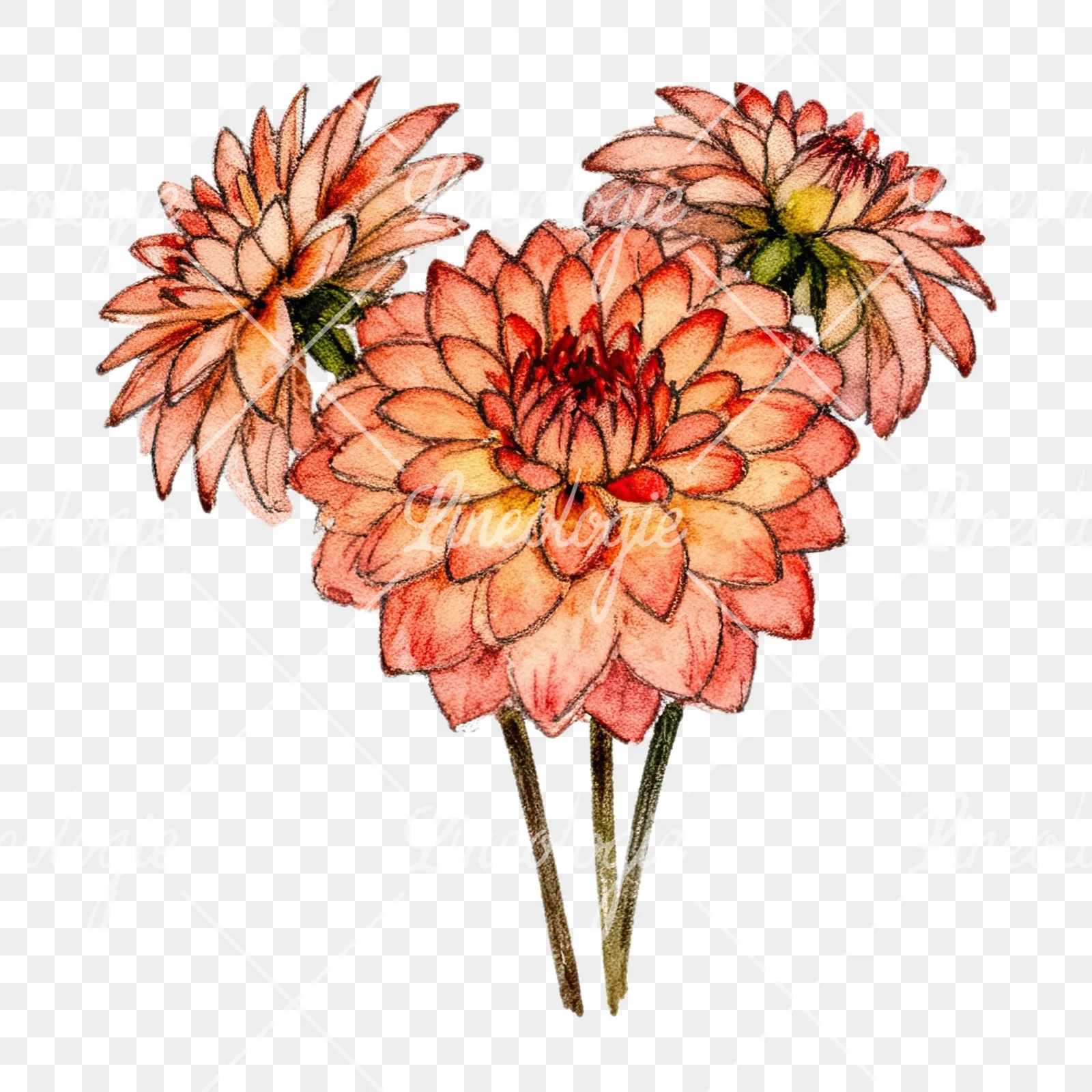 Watercolor single color dahlia bouquet clipart 8 of 12 on a transparent background (PNG)