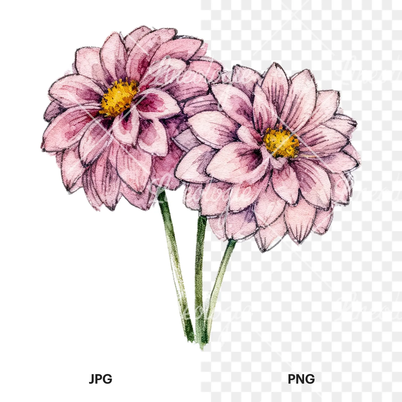Watercolor single color dahlia bouquet clipart 9 of 12, as a JPG on white and a transparent PNG