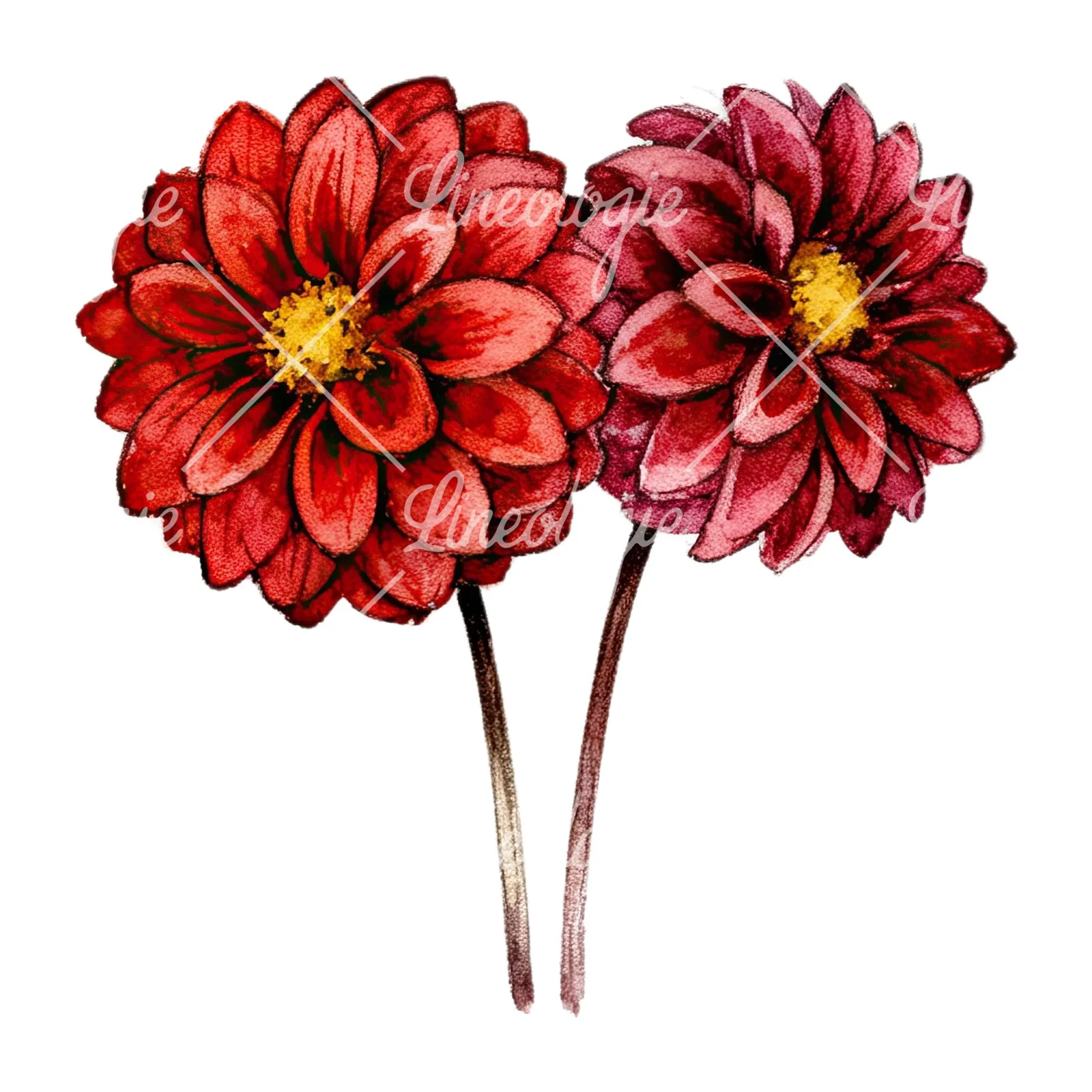 Watercolor single color dahlia bouquet clipart 10 of 12 on a white background (JPG)