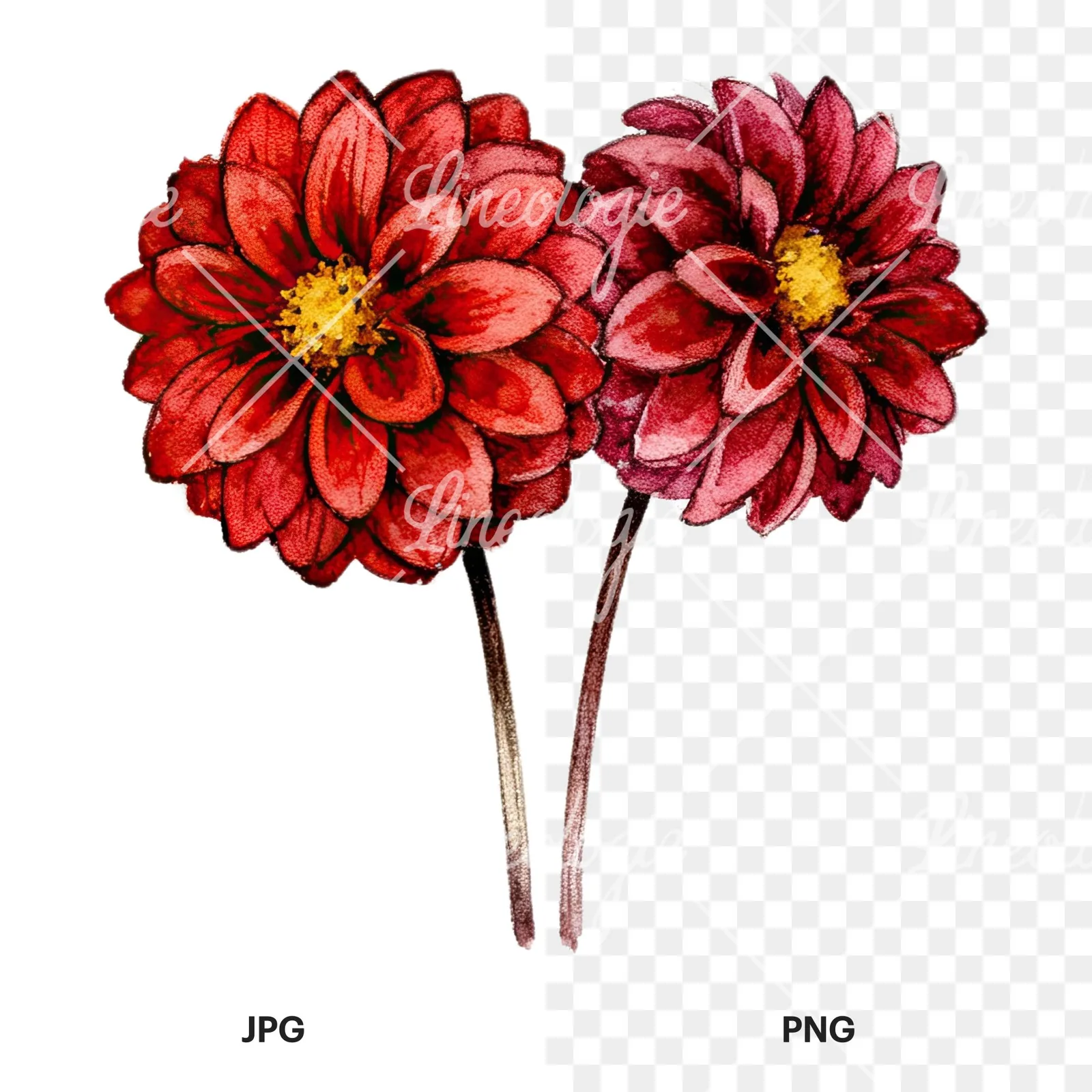 Watercolor single color dahlia bouquet clipart 10 of 12, as a JPG on white and a transparent PNG