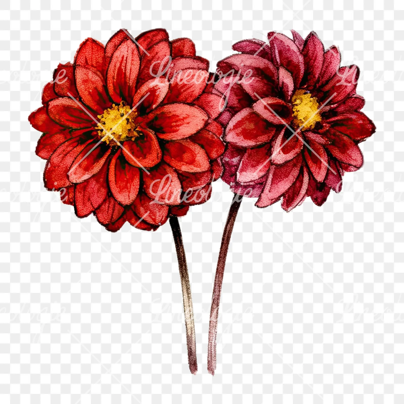 Watercolor single color dahlia bouquet clipart 10 of 12 on a transparent background (PNG)