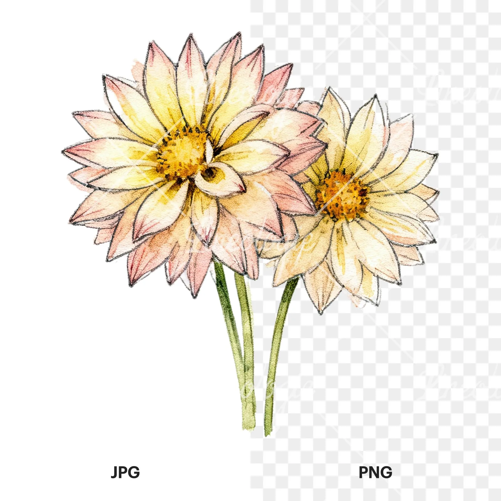 Watercolor single color dahlia bouquet clipart 11 of 12, as a JPG on white and a transparent PNG