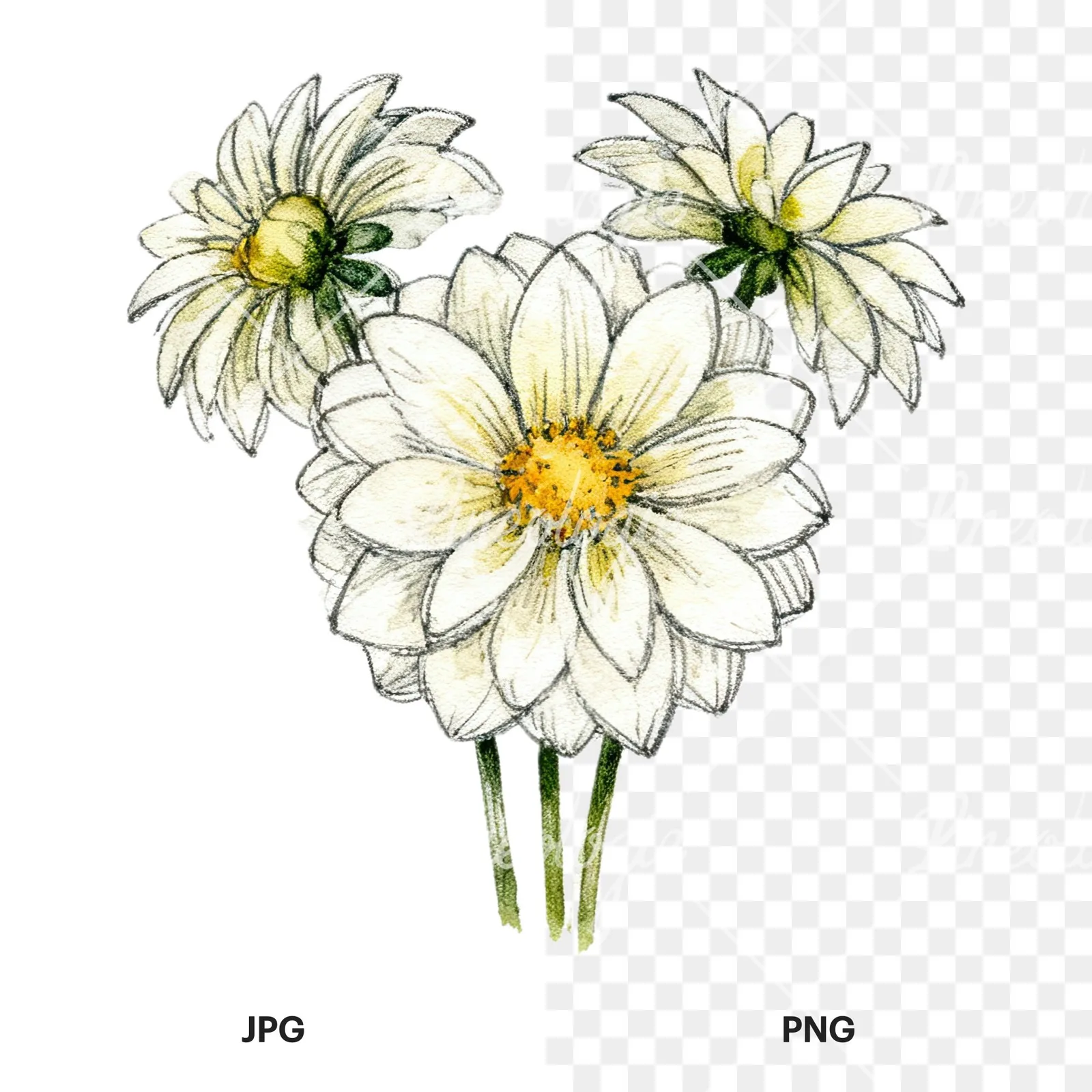 Watercolor single color dahlia bouquet clipart 12 of 12, as a JPG on white and a transparent PNG