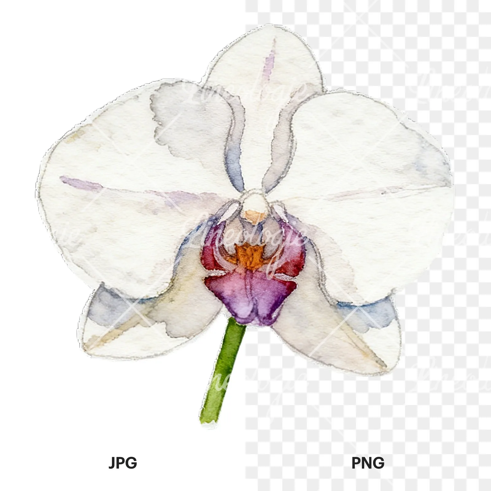 Watercolor striped orchid flower clipart 1 of 12, as a JPG on white and a transparent PNG