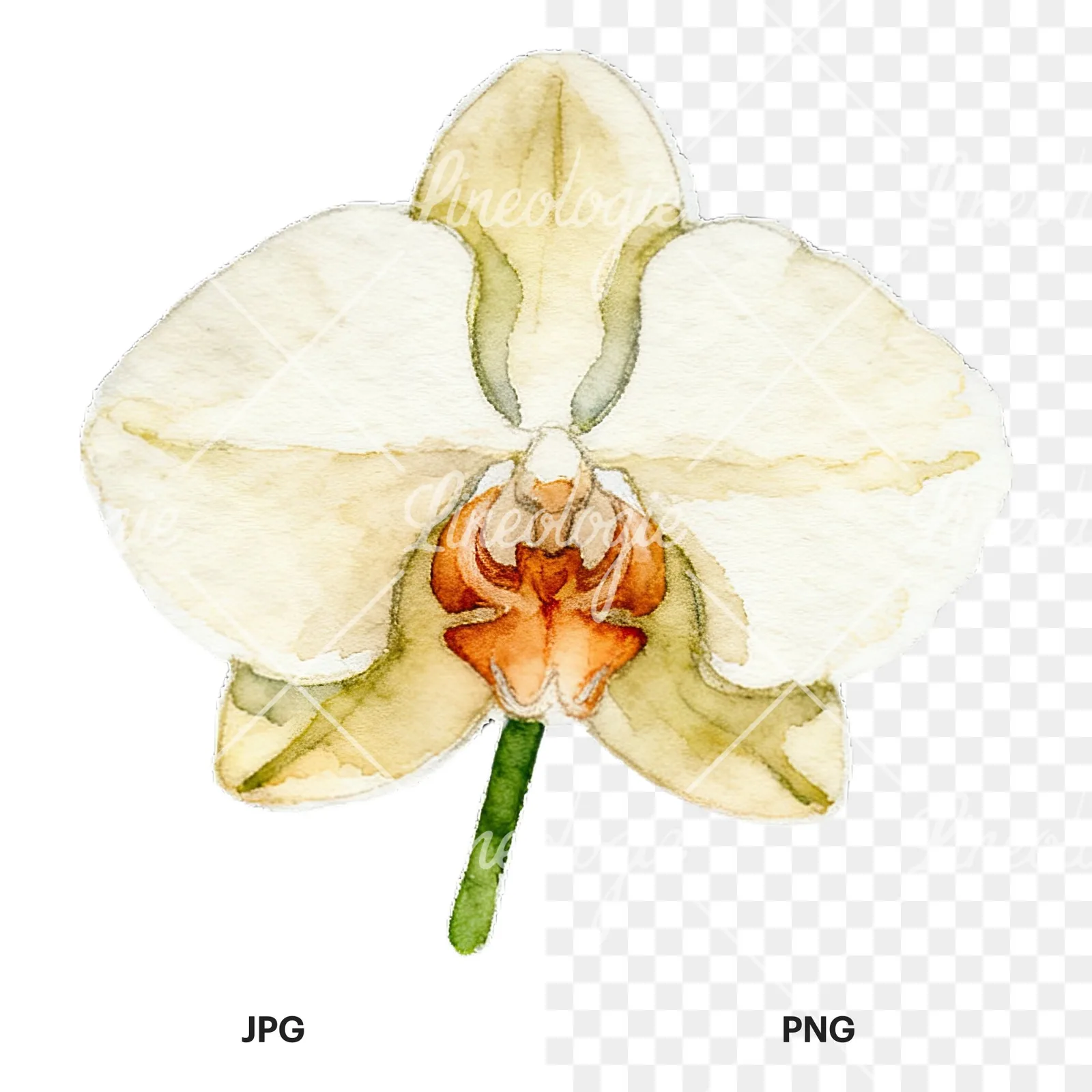 Watercolor striped orchid flower clipart 2 of 12, as a JPG on white and a transparent PNG