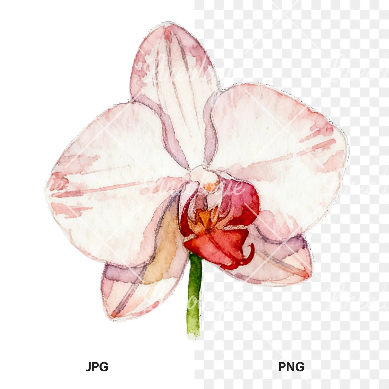 Watercolor striped orchid flower clipart 3 of 12, as a JPG on white and a transparent PNG