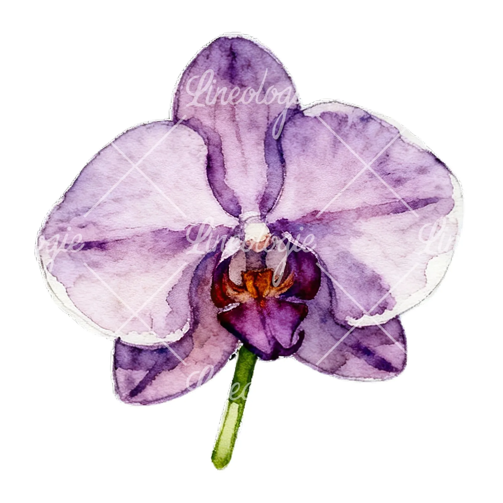 Watercolor striped orchid flower clipart 4 of 12 on a white background (JPG)