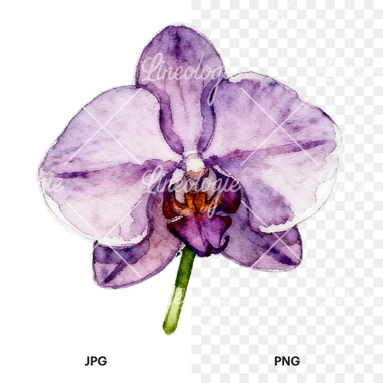 Watercolor striped orchid flower clipart 4 of 12, as a JPG on white and a transparent PNG