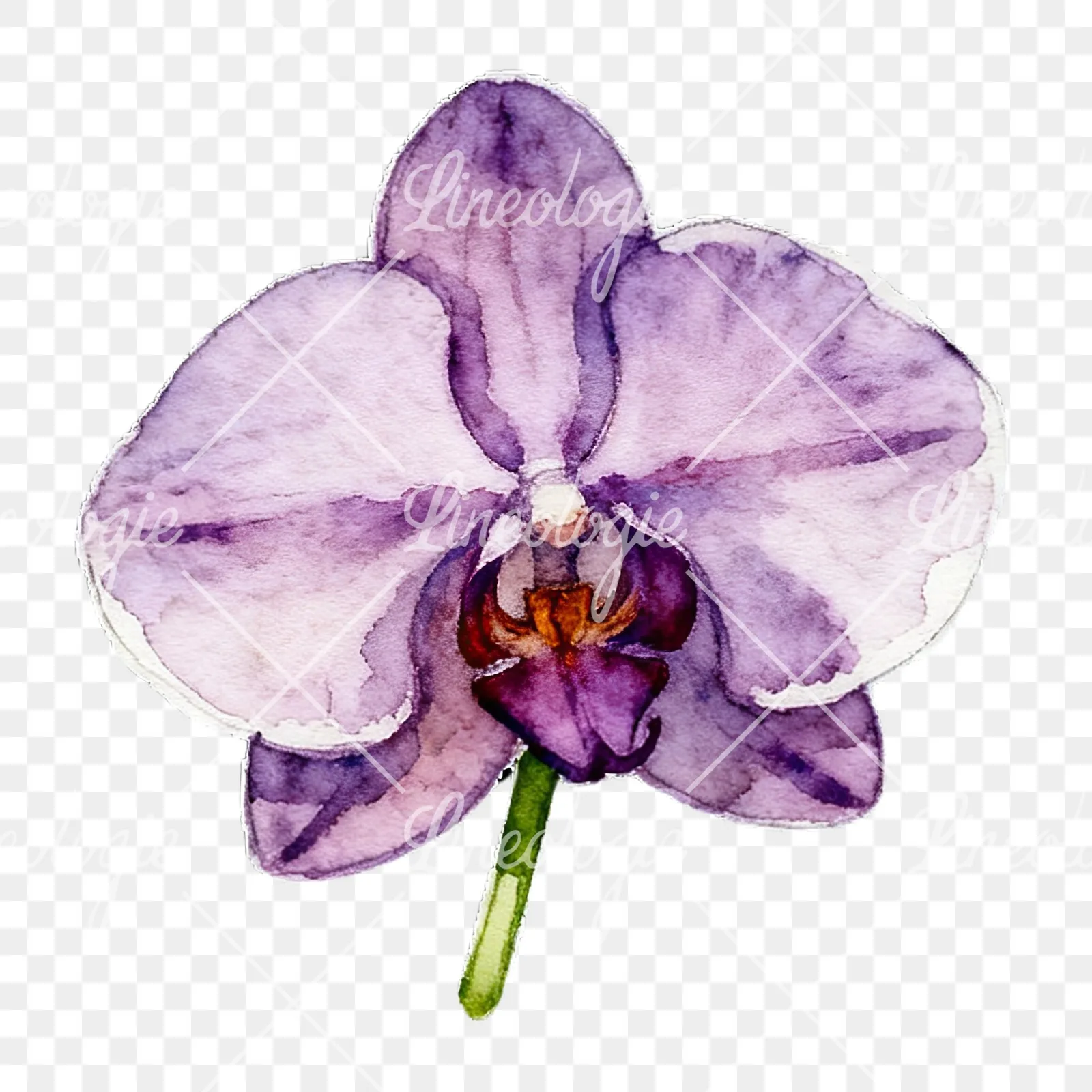 Watercolor striped orchid flower clipart 4 of 12 on a transparent background (PNG)