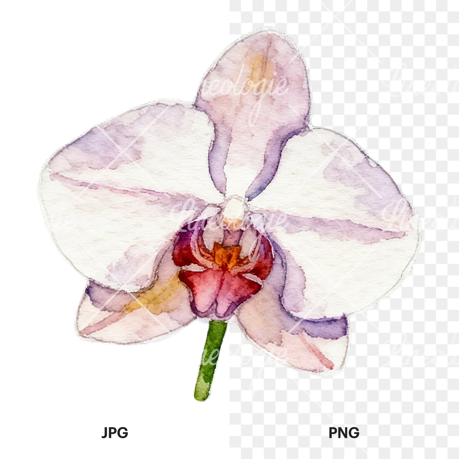 Watercolor striped orchid flower clipart 5 of 12, as a JPG on white and a transparent PNG