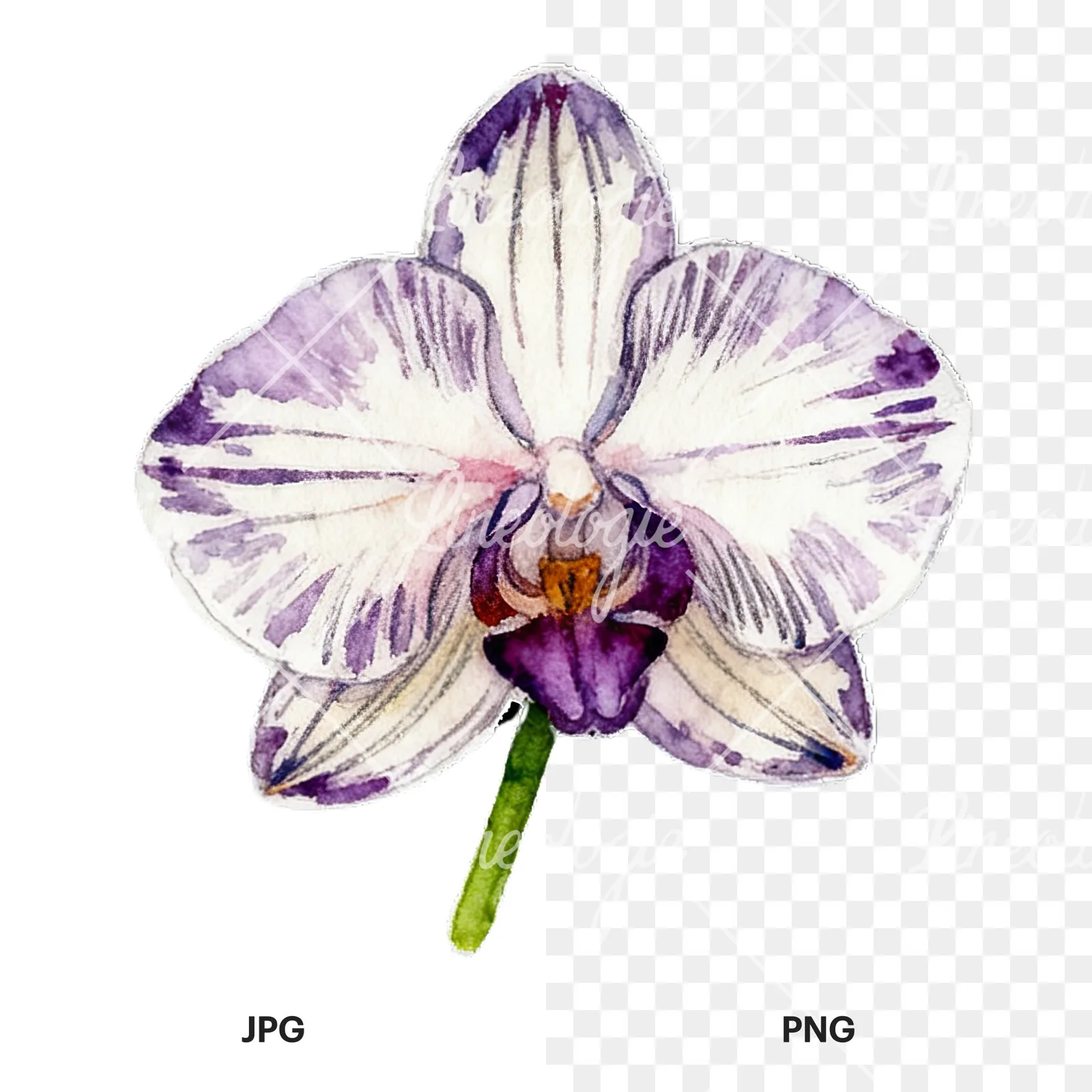 Watercolor striped orchid flower clipart 6 of 12, as a JPG on white and a transparent PNG