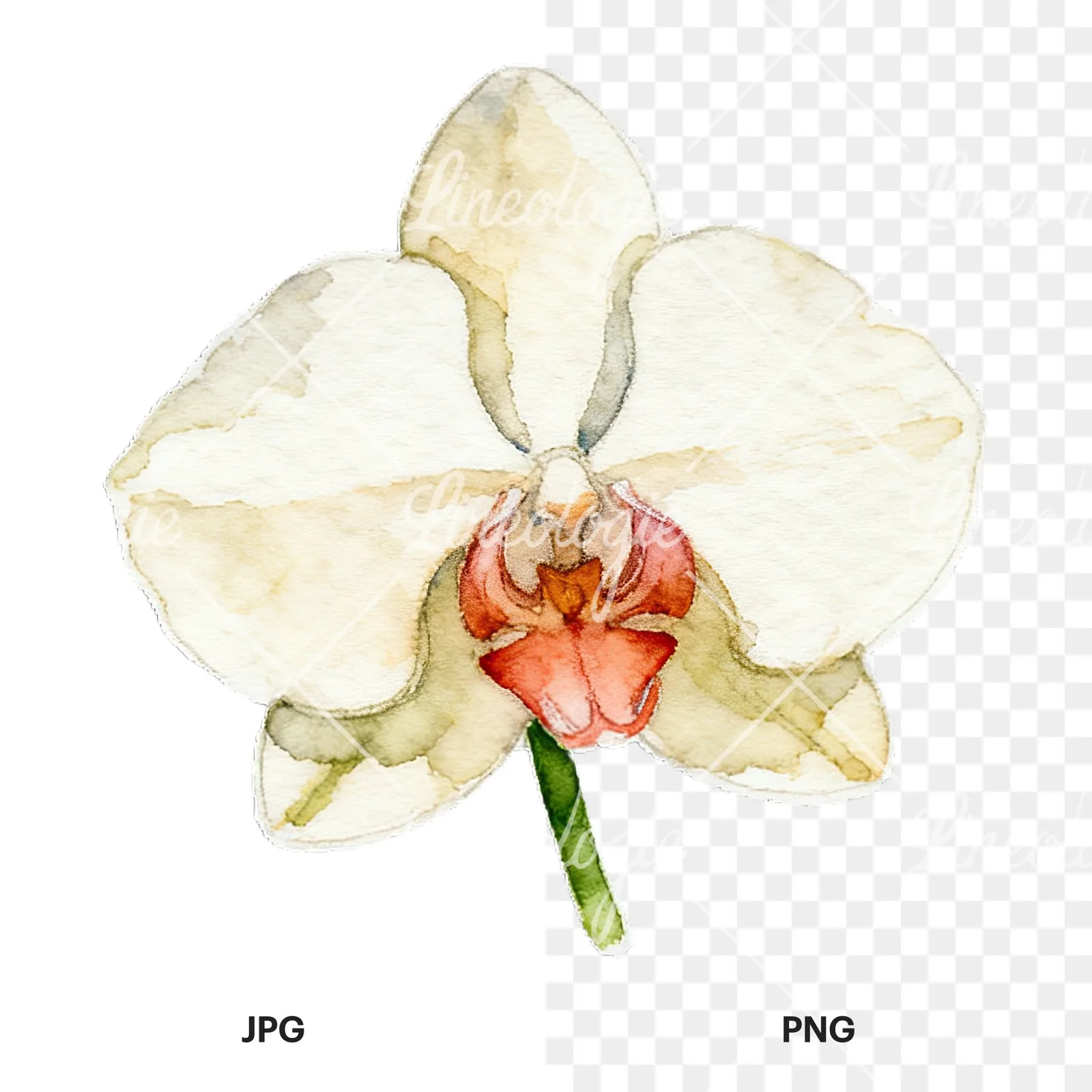 Watercolor striped orchid flower clipart 7 of 12, as a JPG on white and a transparent PNG