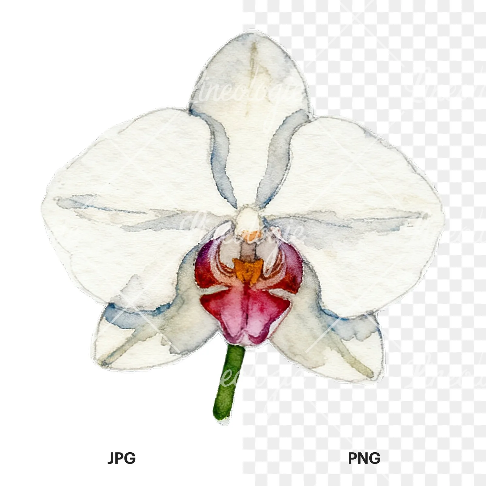 Watercolor striped orchid flower clipart 8 of 12, as a JPG on white and a transparent PNG