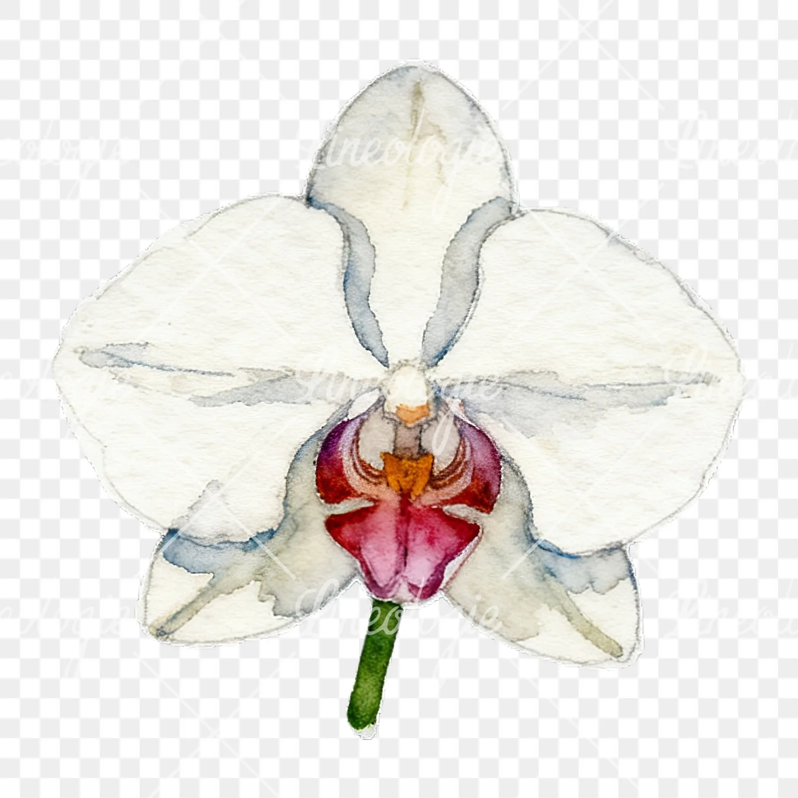 Watercolor striped orchid flower clipart 8 of 12 on a transparent background (PNG)